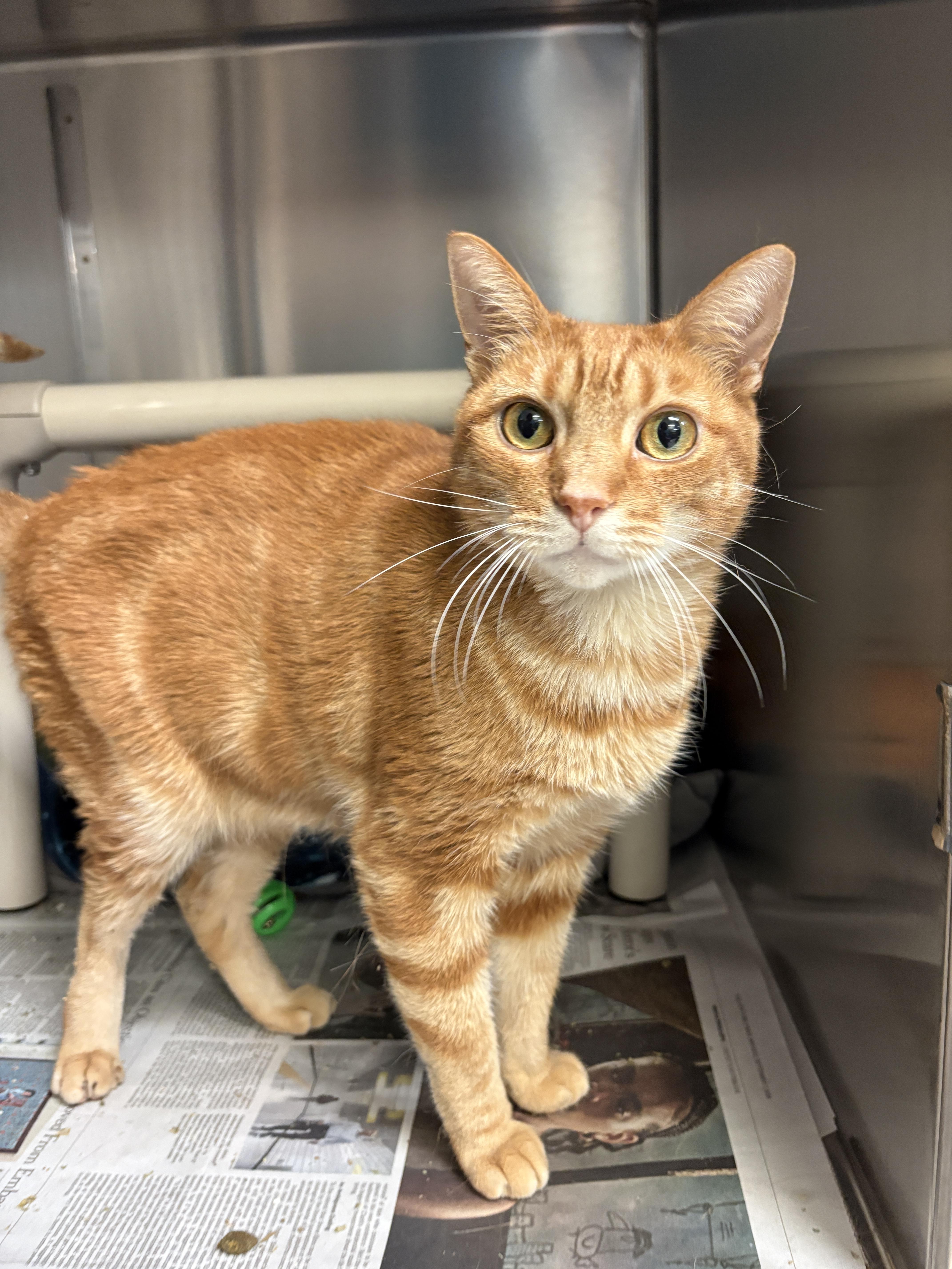 Enlarge Zenzi, a Adoptable Domestic Short Hair in Beacon, NY image 2/5
