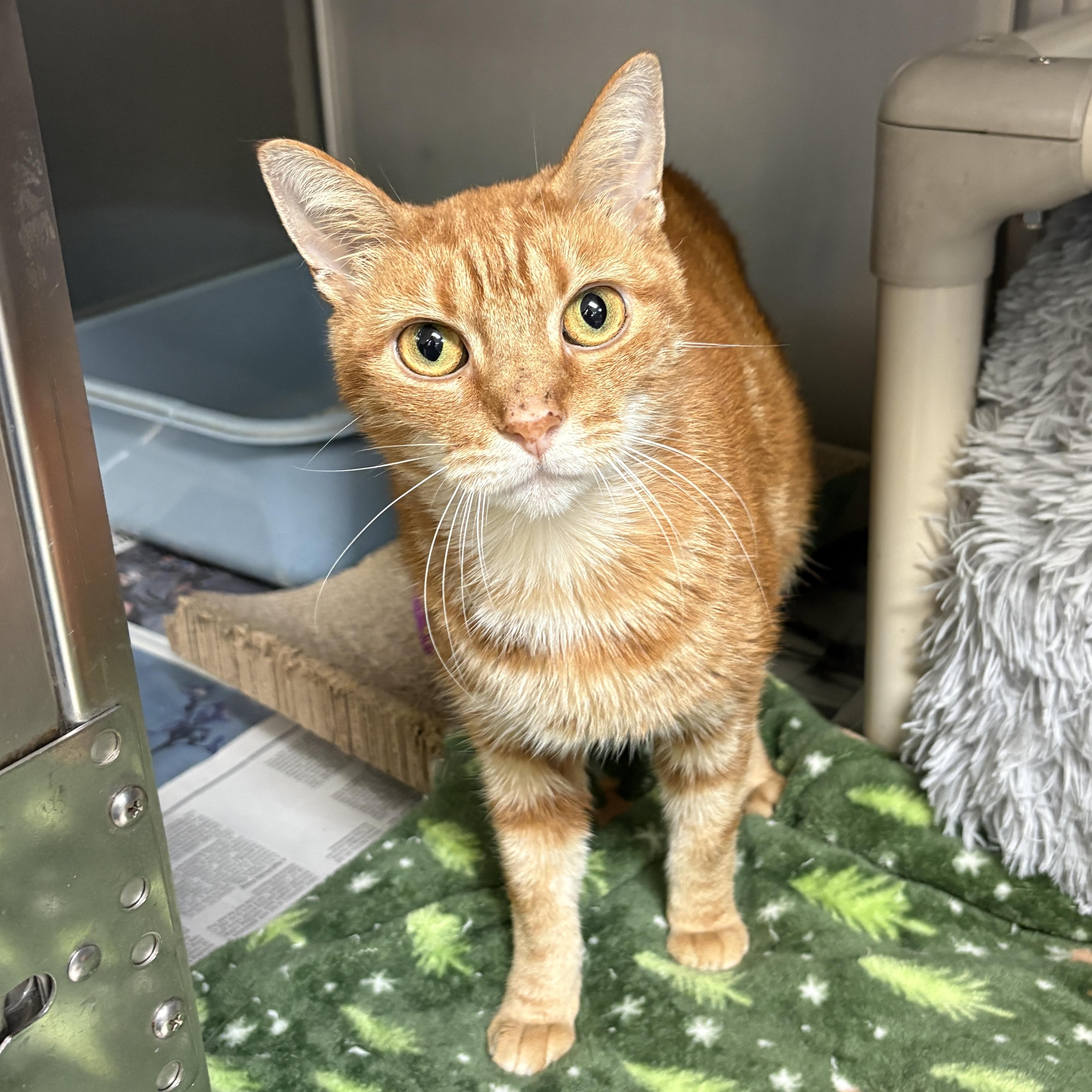 Enlarge Zenzi, a Adoptable Domestic Short Hair in Beacon, NY image 4/5