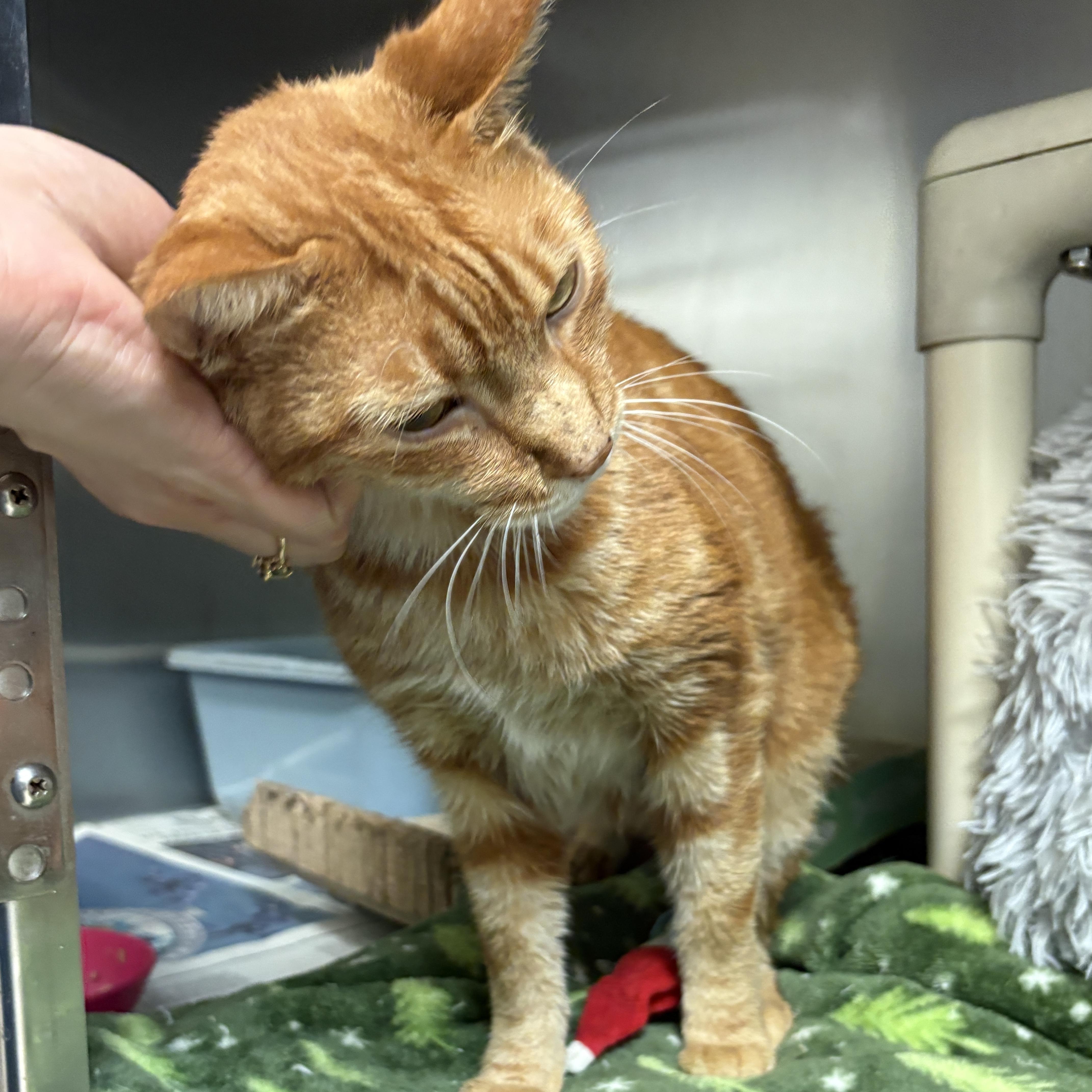 Enlarge Zenzi, a Adoptable Domestic Short Hair in Beacon, NY image 5/5