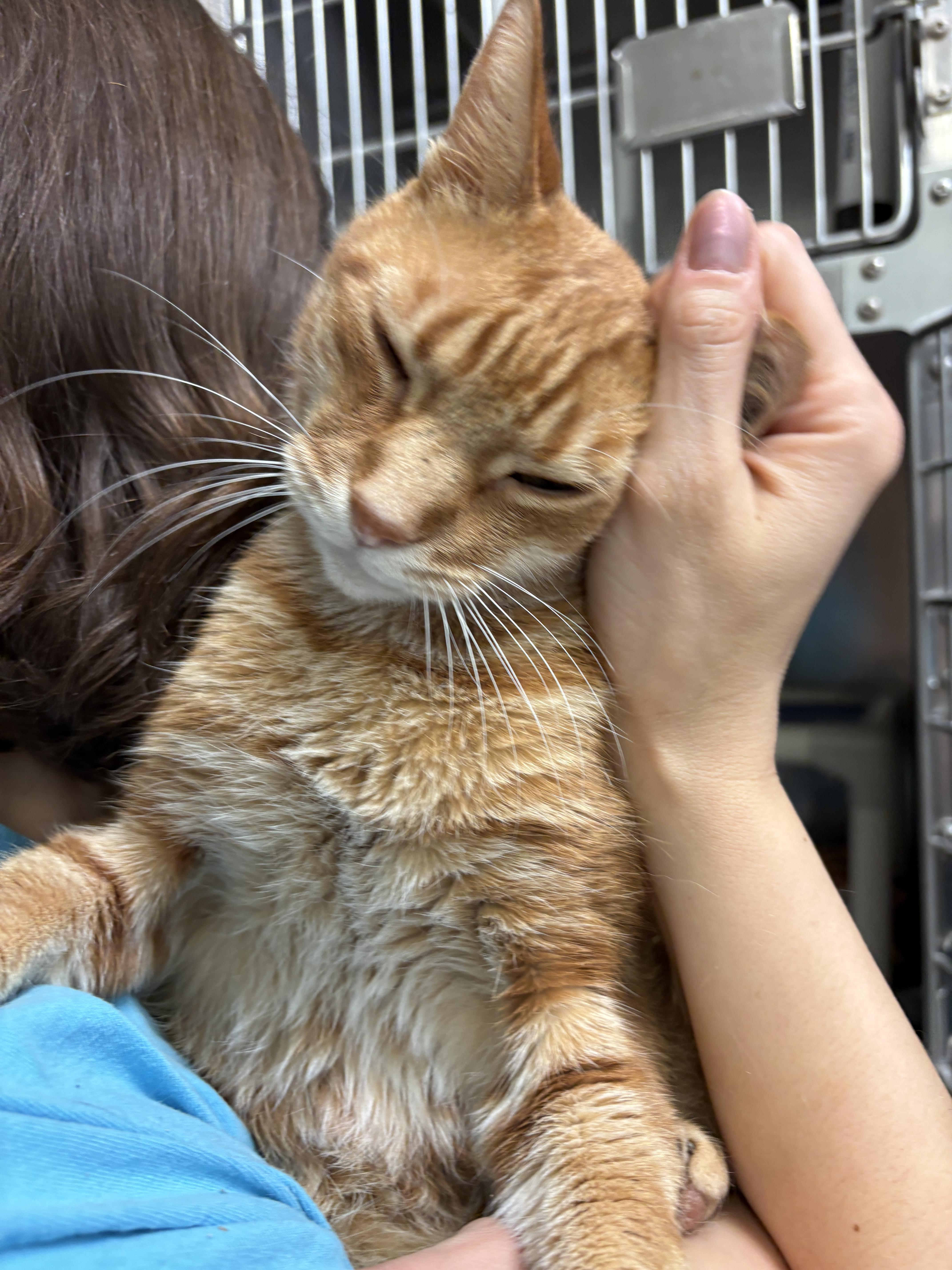 Enlarge Zenzi, a Adoptable Domestic Short Hair in Beacon, NY image 3/5