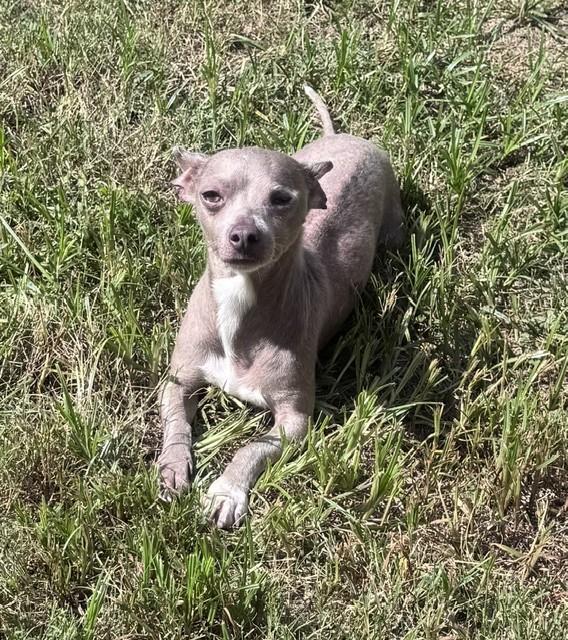 LEONARDO FERDINAND III, Adoptable, Young Male Chinese Crested Dog & Chihuahua.