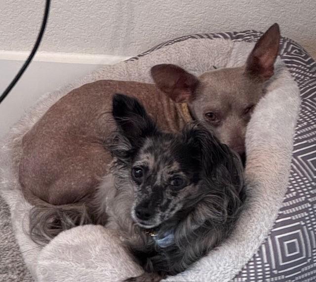 Enlarge LEONARDO FERDINAND III, a Adoptable mixed breed in fort worth, TX image 2/6