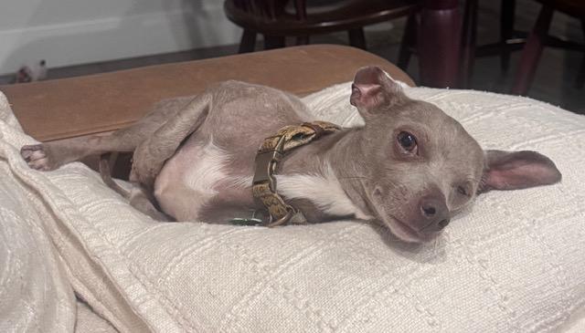 Enlarge LEONARDO FERDINAND III, a Adoptable mixed breed in fort worth, TX image 3/6