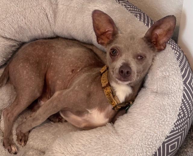 Enlarge LEONARDO FERDINAND III, a Adoptable mixed breed in fort worth, TX image 4/6