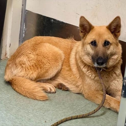 Enlarge Saffron, a ADOPTABLE mixed breed in Danbury, CT image 1/1