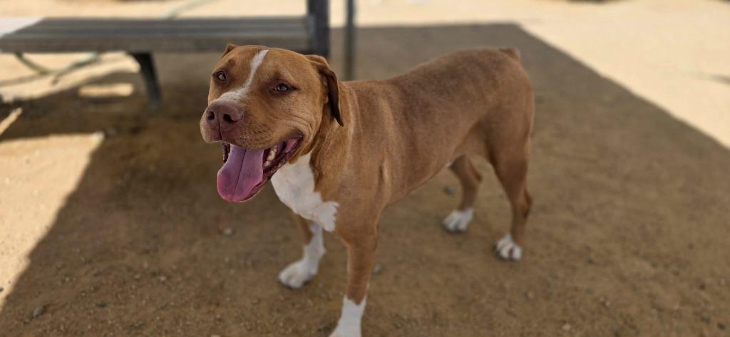 Carmel, Adoptable, Adult Male Pit Bull Terrier & Boxer.