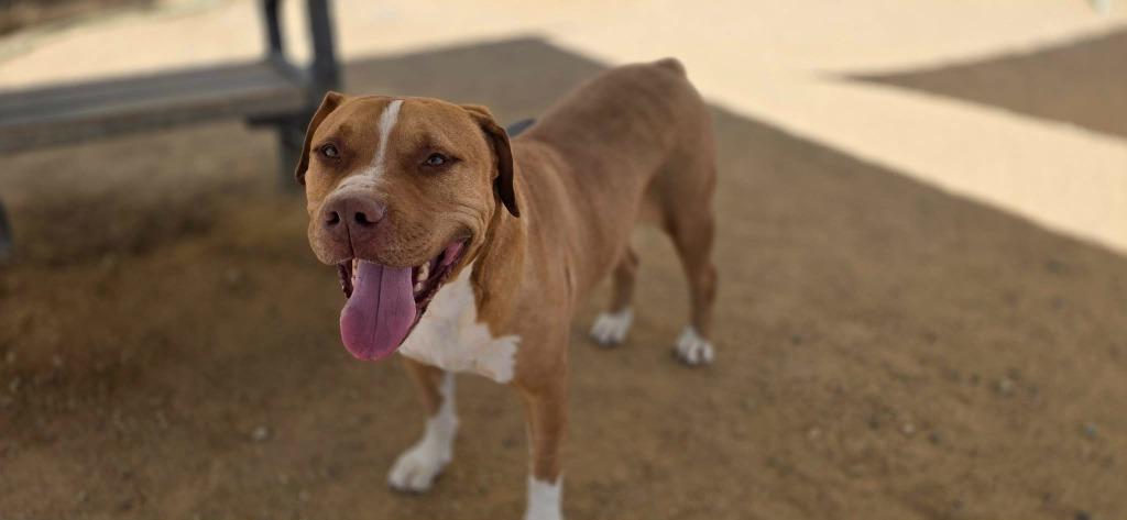 Enlarge Carmel, a Adoptable mixed breed in California City, CA image 2/3