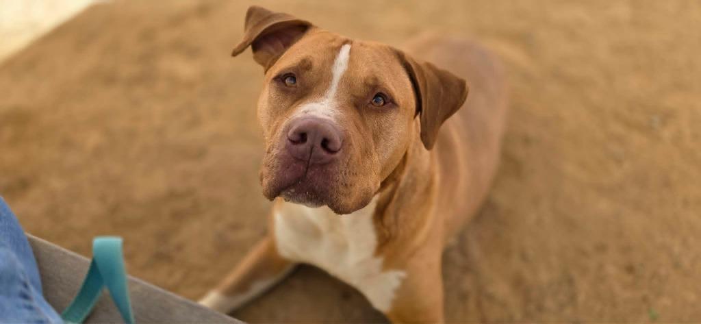 Enlarge Carmel, a Adoptable mixed breed in California City, CA image 3/3
