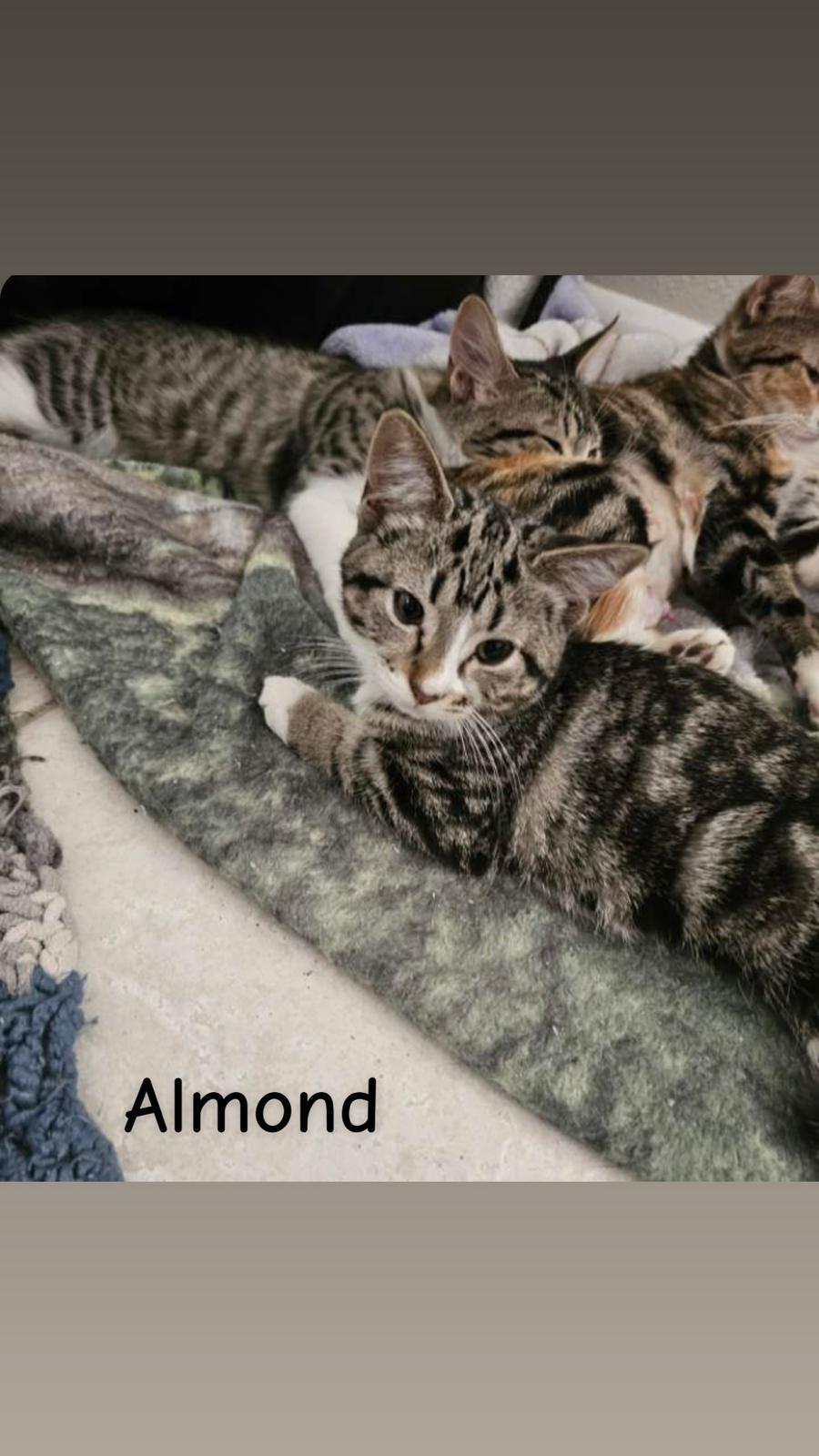 Almond, Adoptable, Young Female Domestic Short Hair.