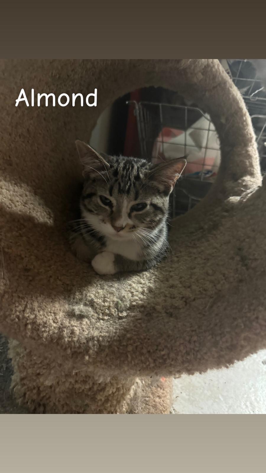 Almond, a Adoptable Domestic Short Hair in St Petersburg, FL image 2/3