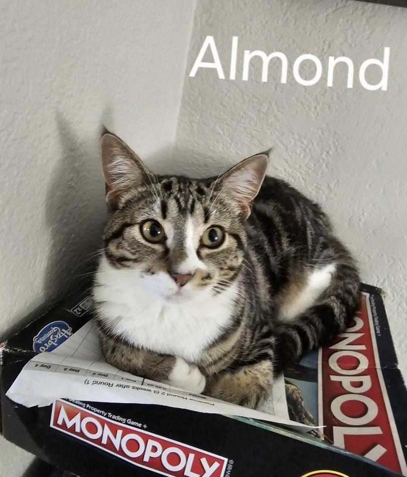 Almond, a Adoptable Domestic Short Hair in St Petersburg, FL image 3/3