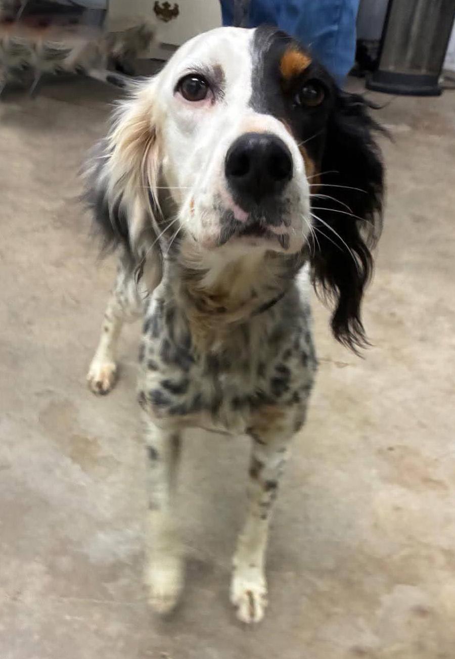 Enlarge Basilina- URGENT!!, a ADOPTABLE English Setter in Wood Dale, IL image 2/2