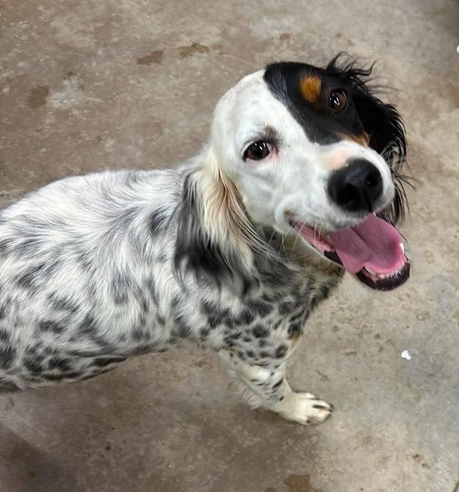 Enlarge Basilina- URGENT!!, a ADOPTABLE English Setter in Wood Dale, IL image 1/2