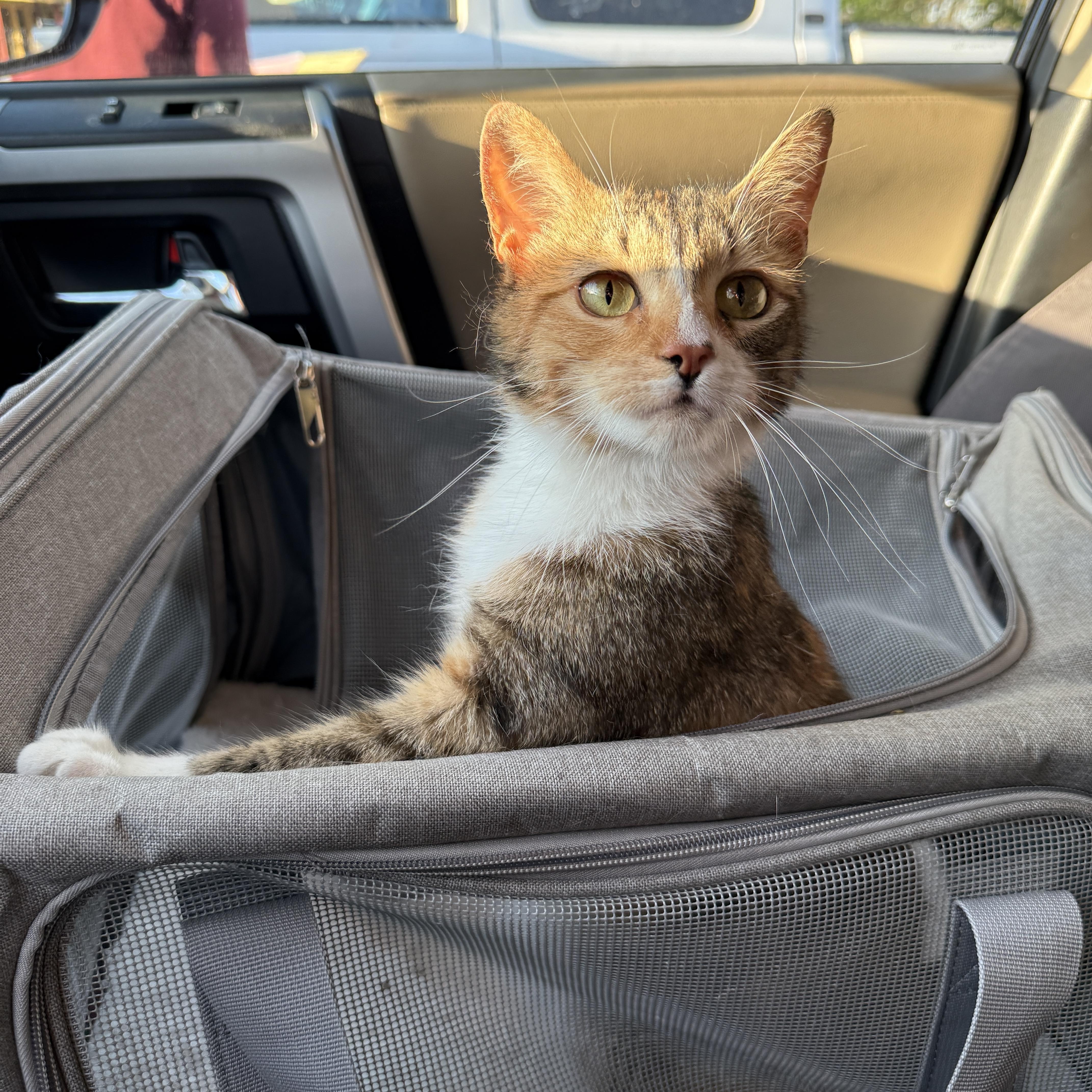 Enlarge Marigold, a Adoptable Domestic Short Hair in Clyde, NC image 3/4