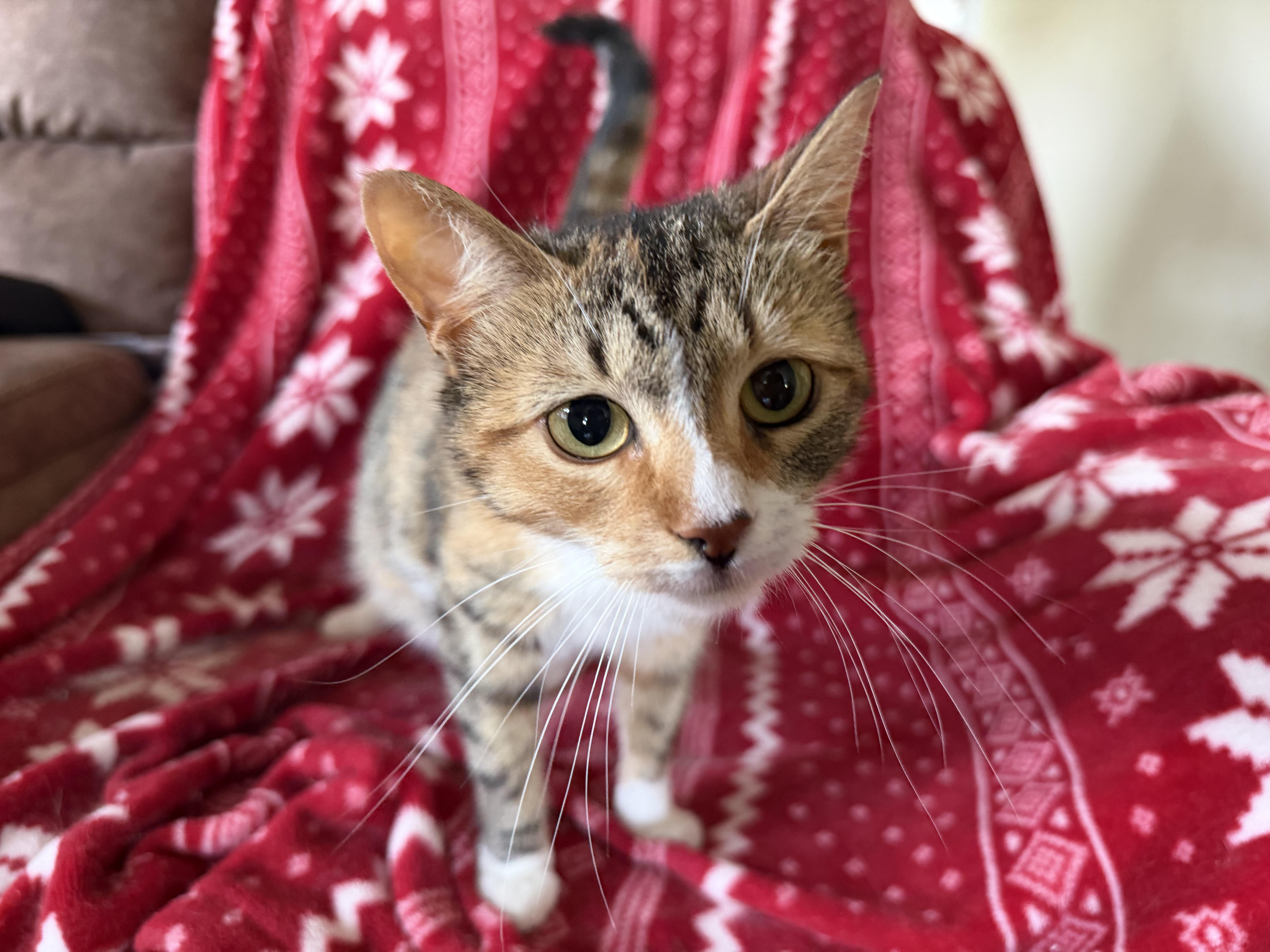 Enlarge Marigold, a Adoptable Domestic Short Hair in Clyde, NC image 4/4