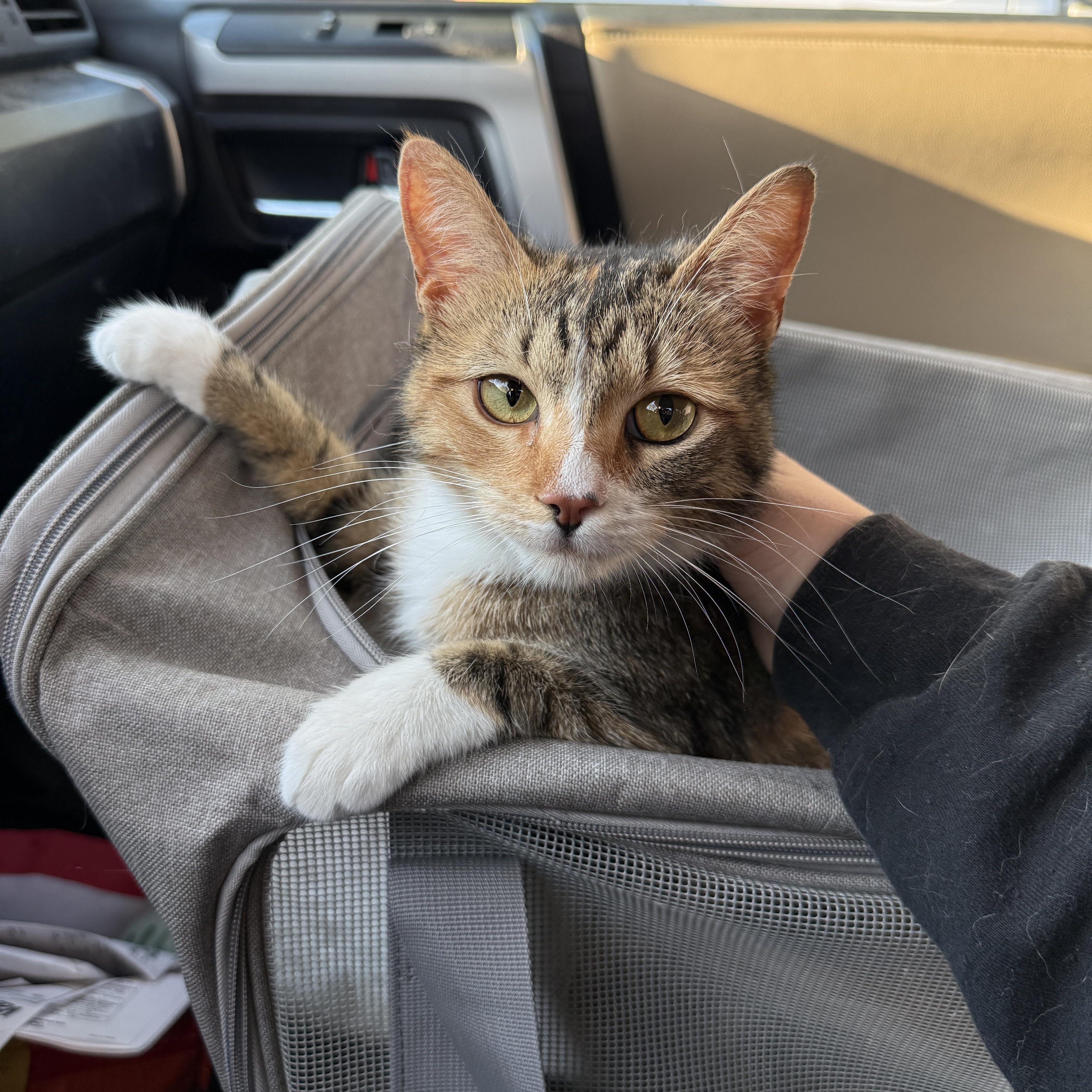 Marigold, Adoptable, Young Female Domestic Short Hair.