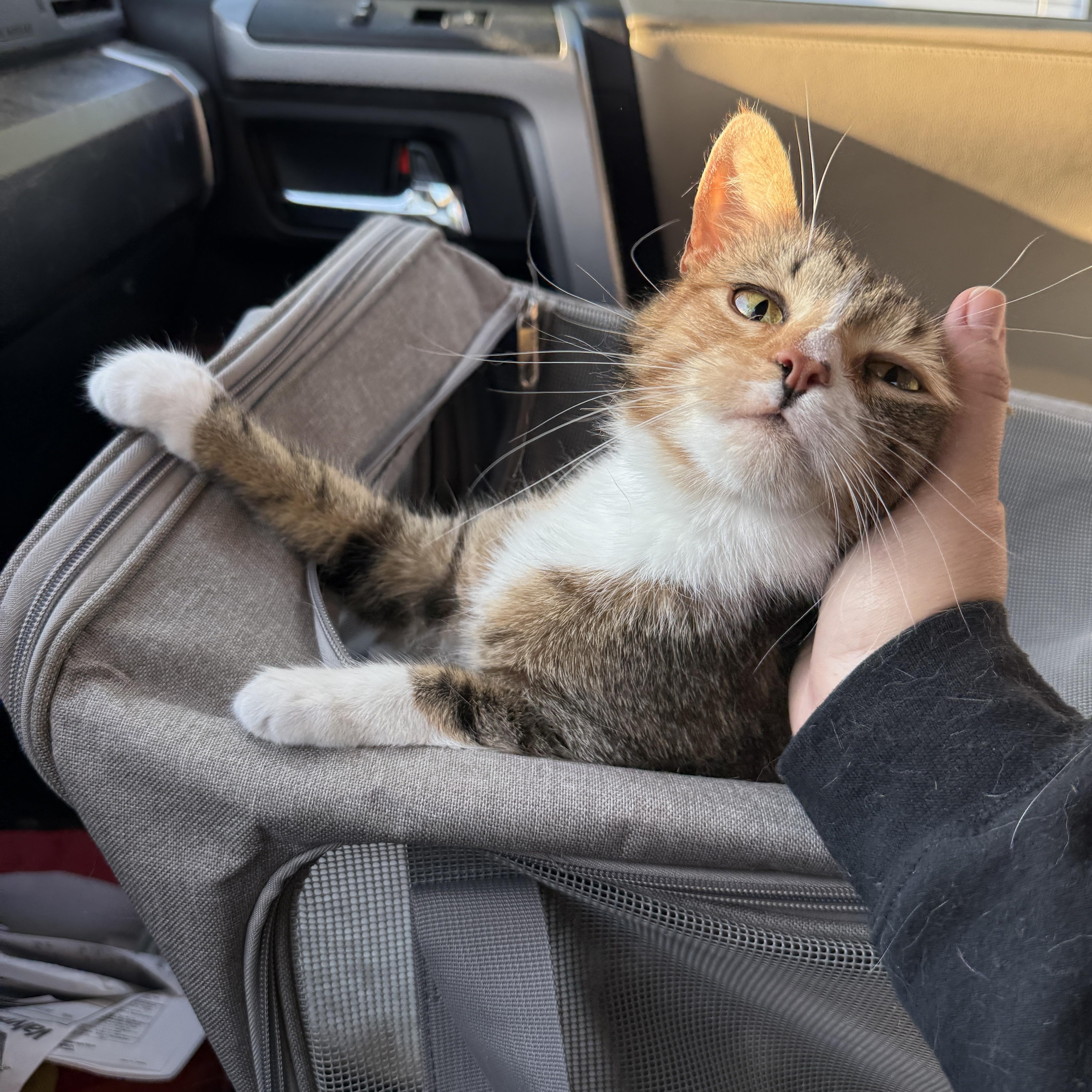 Enlarge Marigold, a Adoptable Domestic Short Hair in Clyde, NC image 2/4