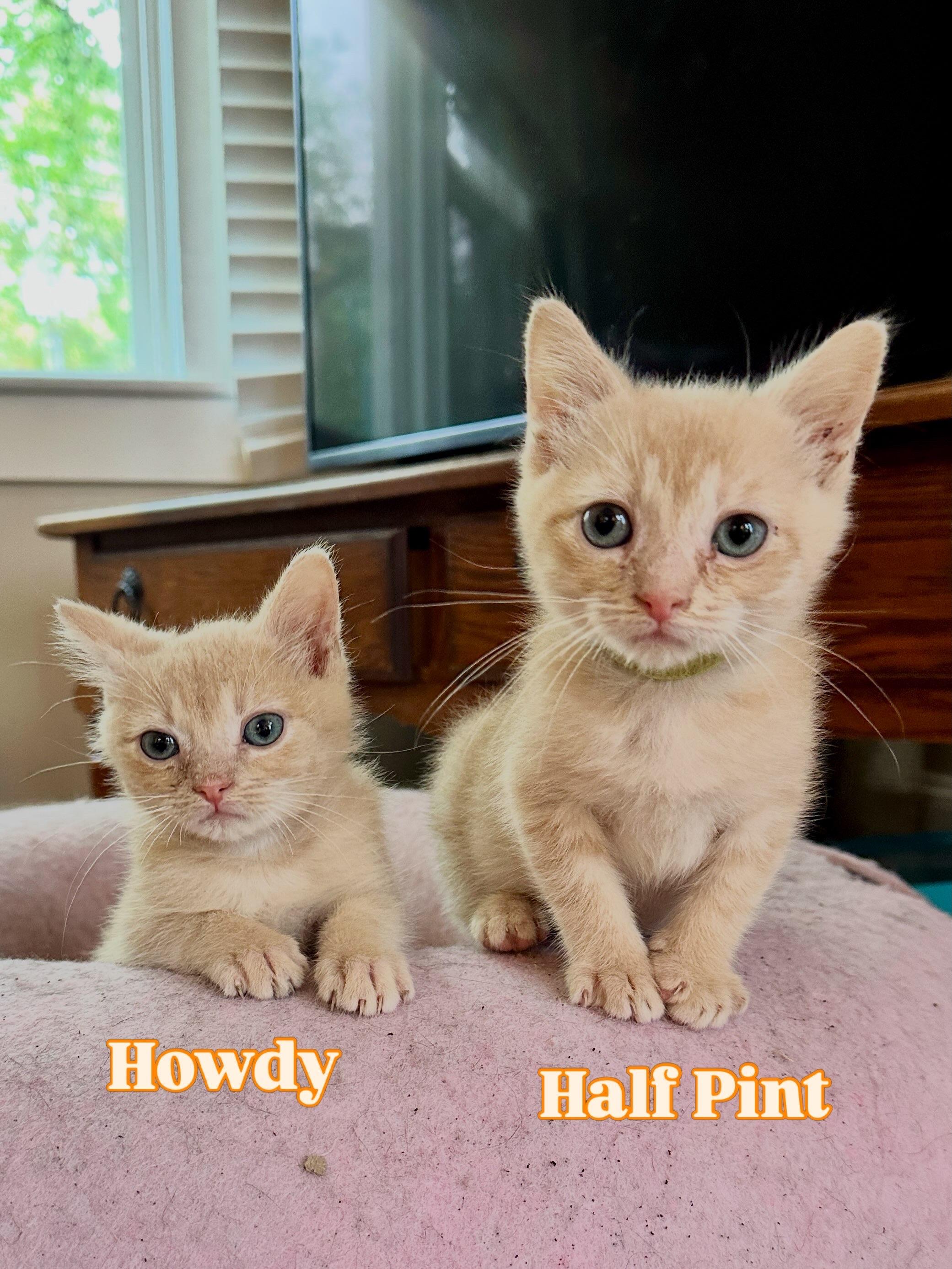 Enlarge Half Pint, a Adoptable Domestic Short Hair in Suffolk, VA image 3/3