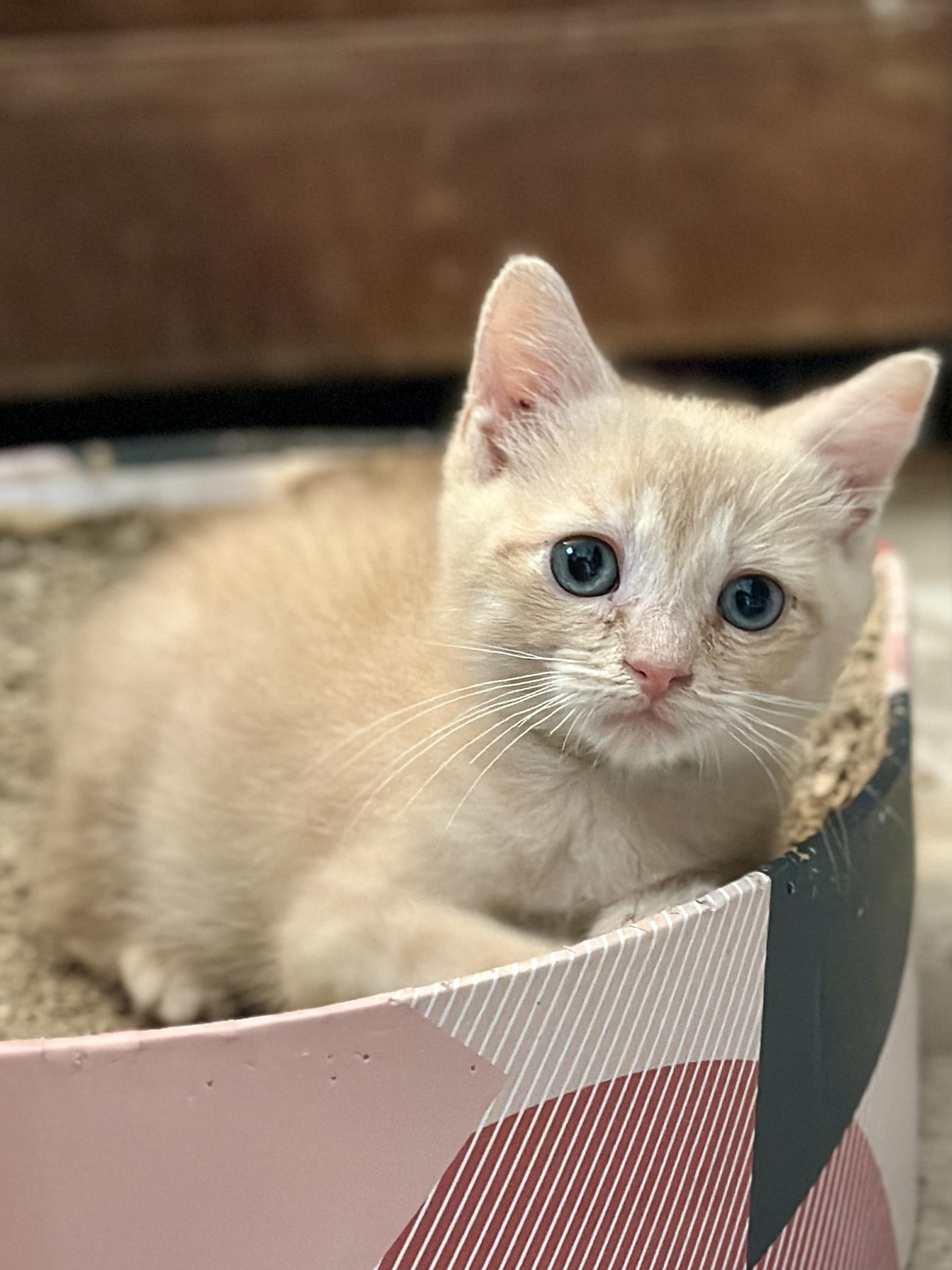 Enlarge Half Pint, a Adoptable Domestic Short Hair in Suffolk, VA image 1/3