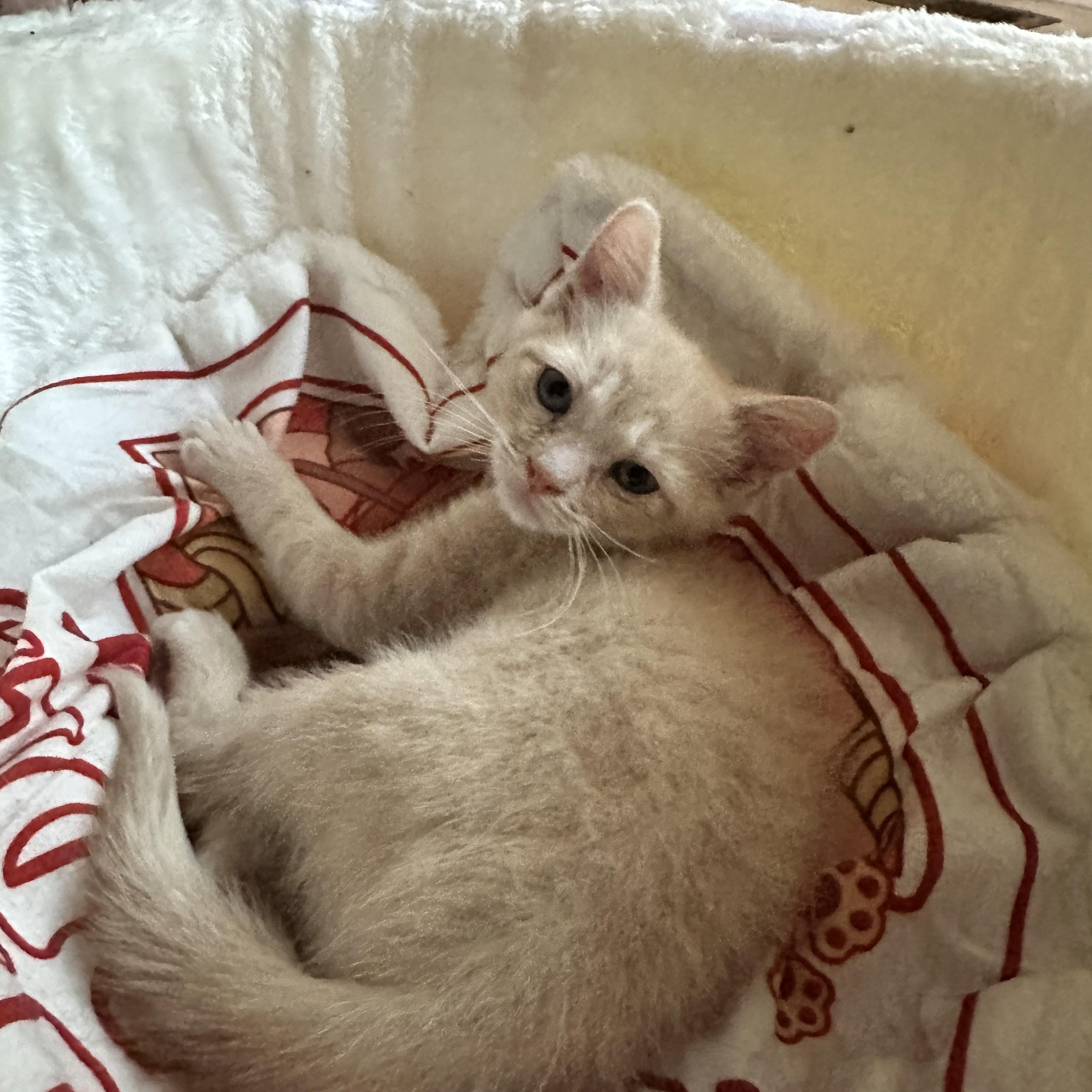 Enlarge Half Pint, a Adoptable Domestic Short Hair in Suffolk, VA image 2/3
