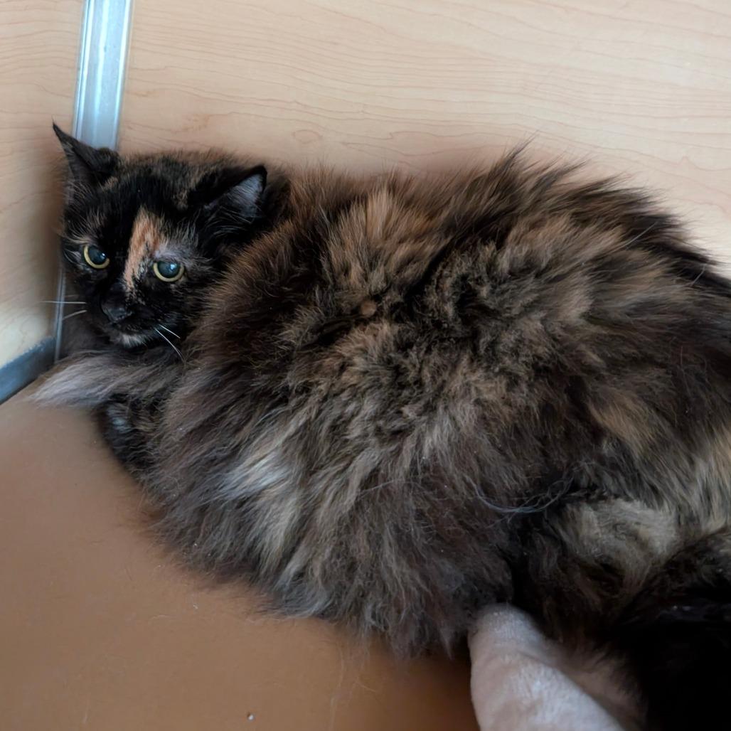 Enlarge Magic, a Adoptable Domestic Long Hair in Brookfield, WI image 1/3