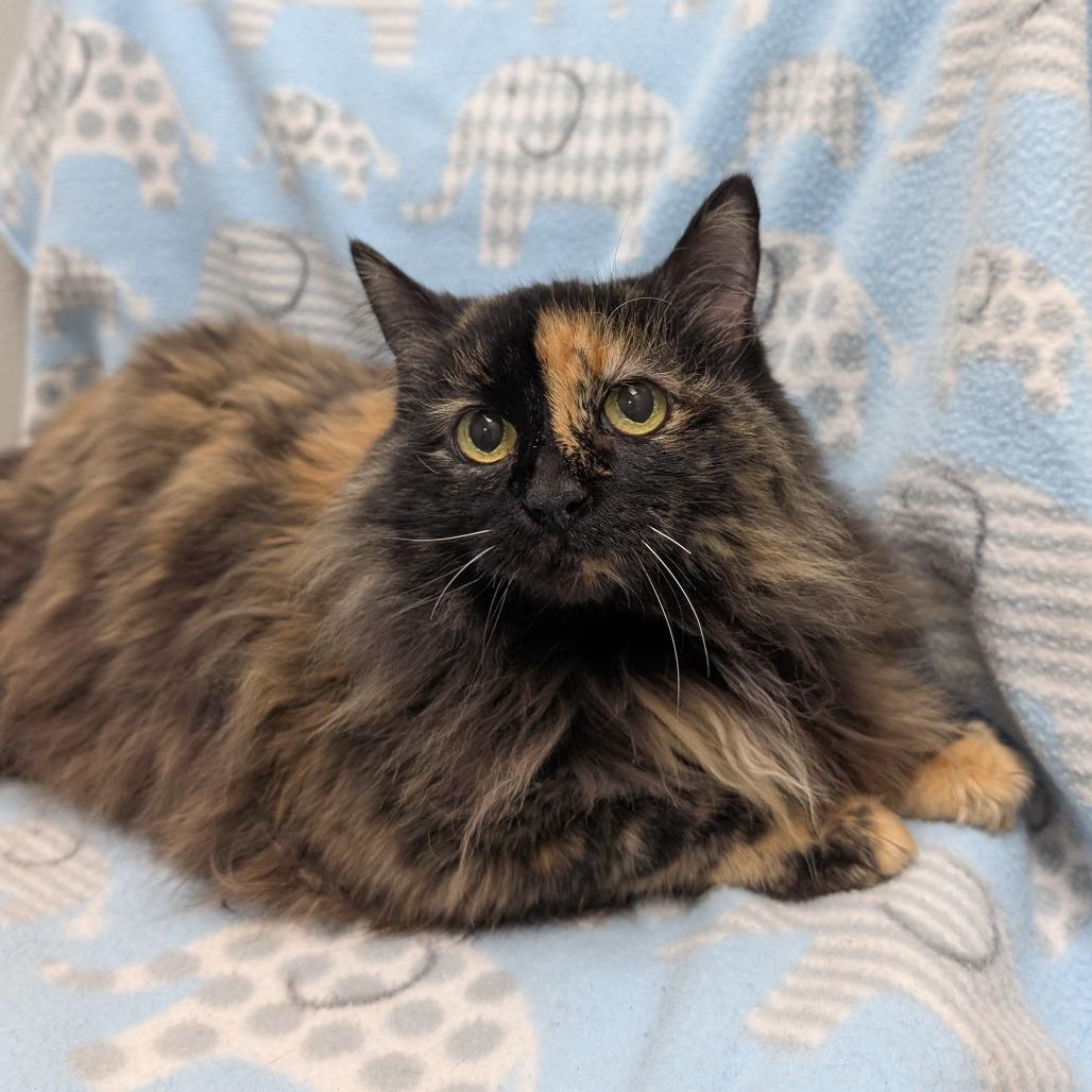 Enlarge Magic, a Adoptable Domestic Long Hair in Brookfield, WI image 2/3