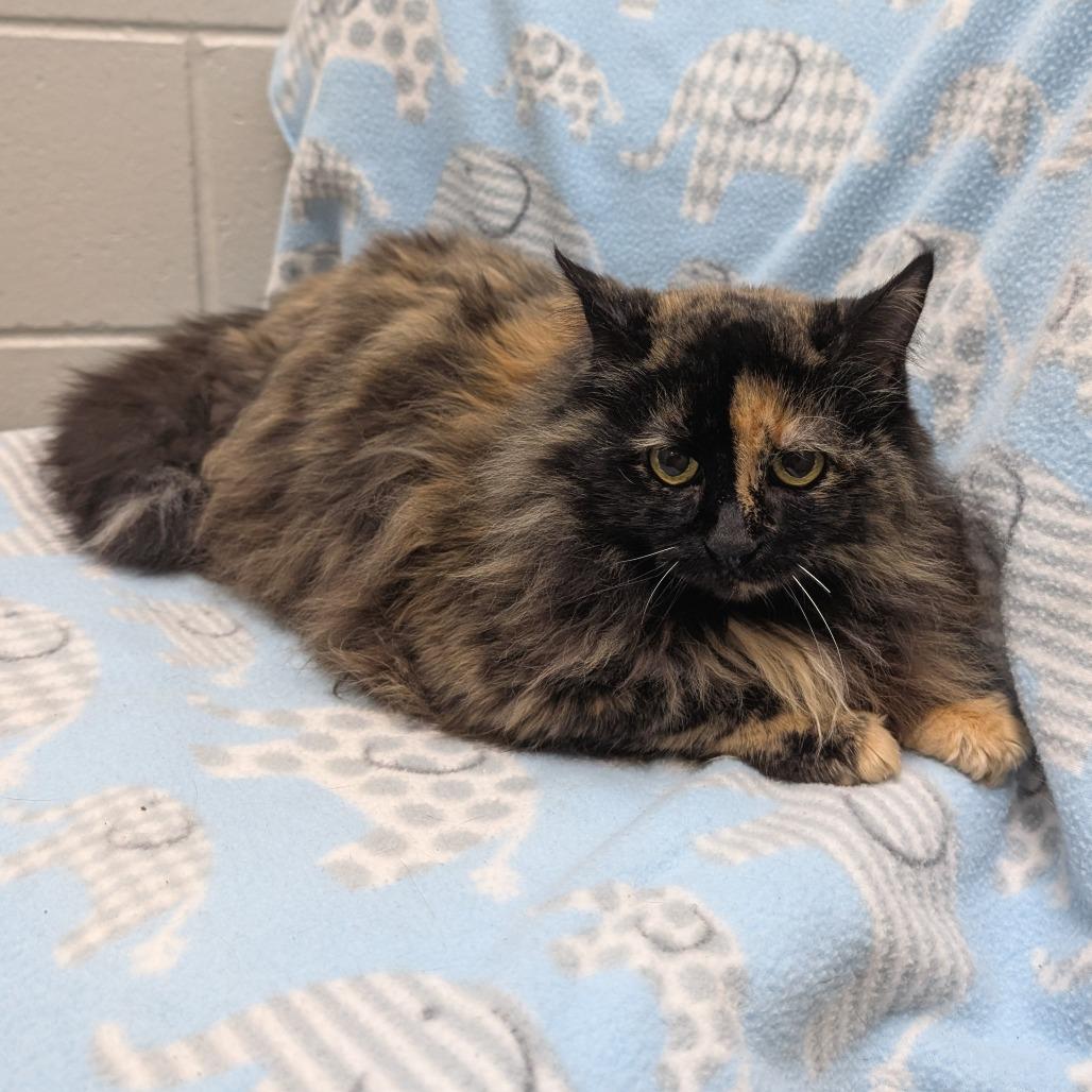 Enlarge Magic, a Adoptable Domestic Long Hair in Brookfield, WI image 3/3