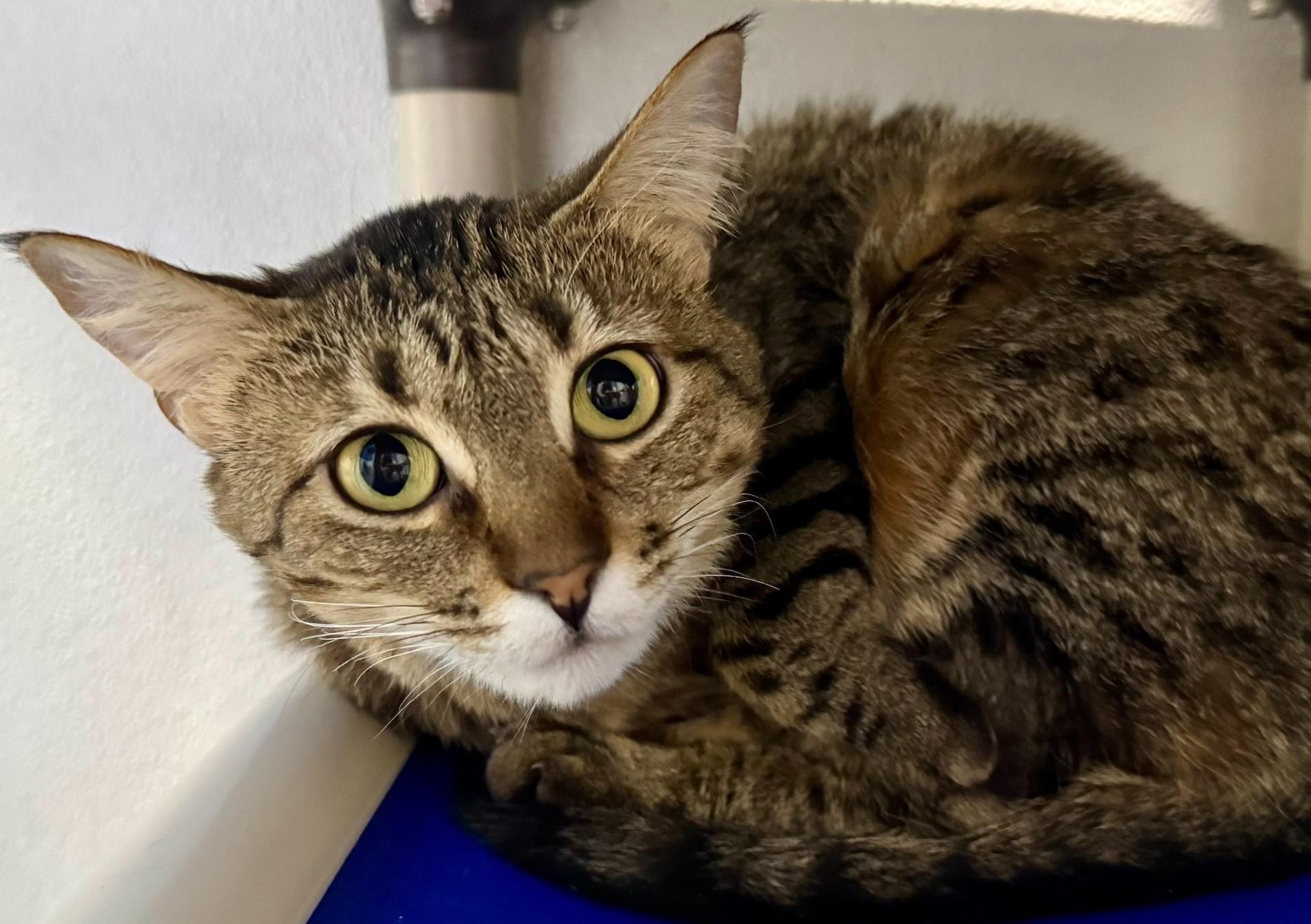 Belladonna, Adoptable, Young Female Domestic Short Hair.