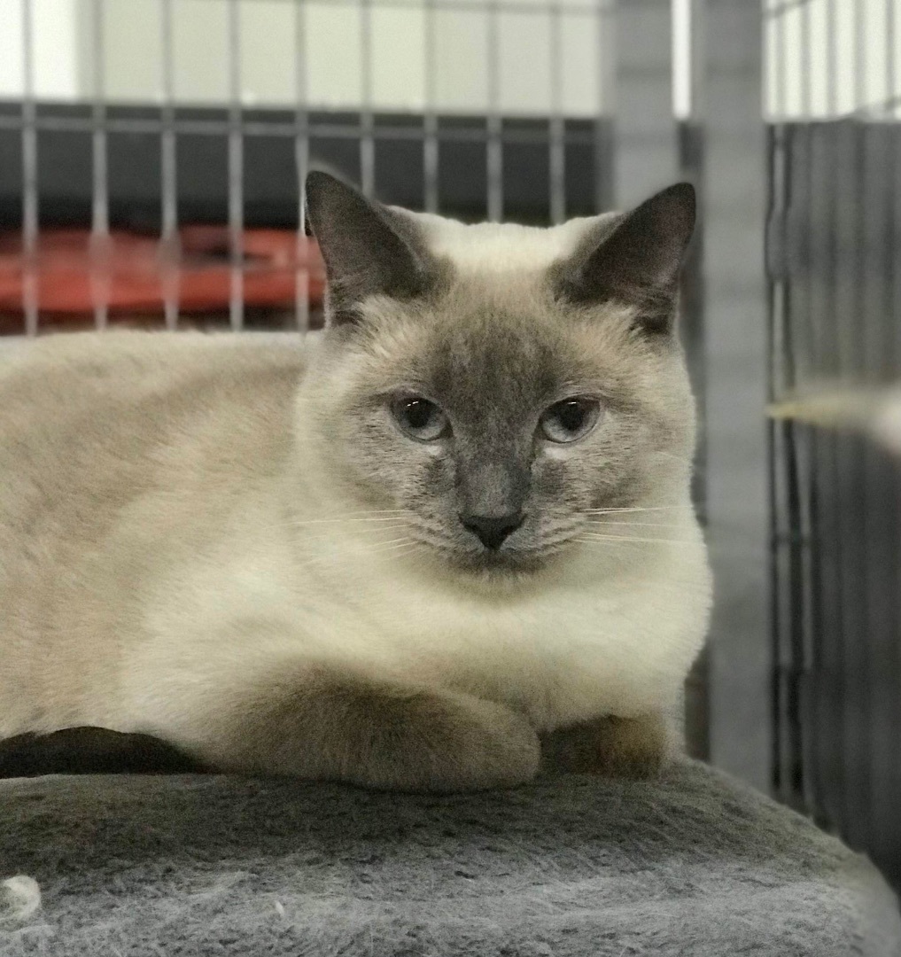 Elliot, an adoptable Siamese in Blackfoot, ID_image-1
