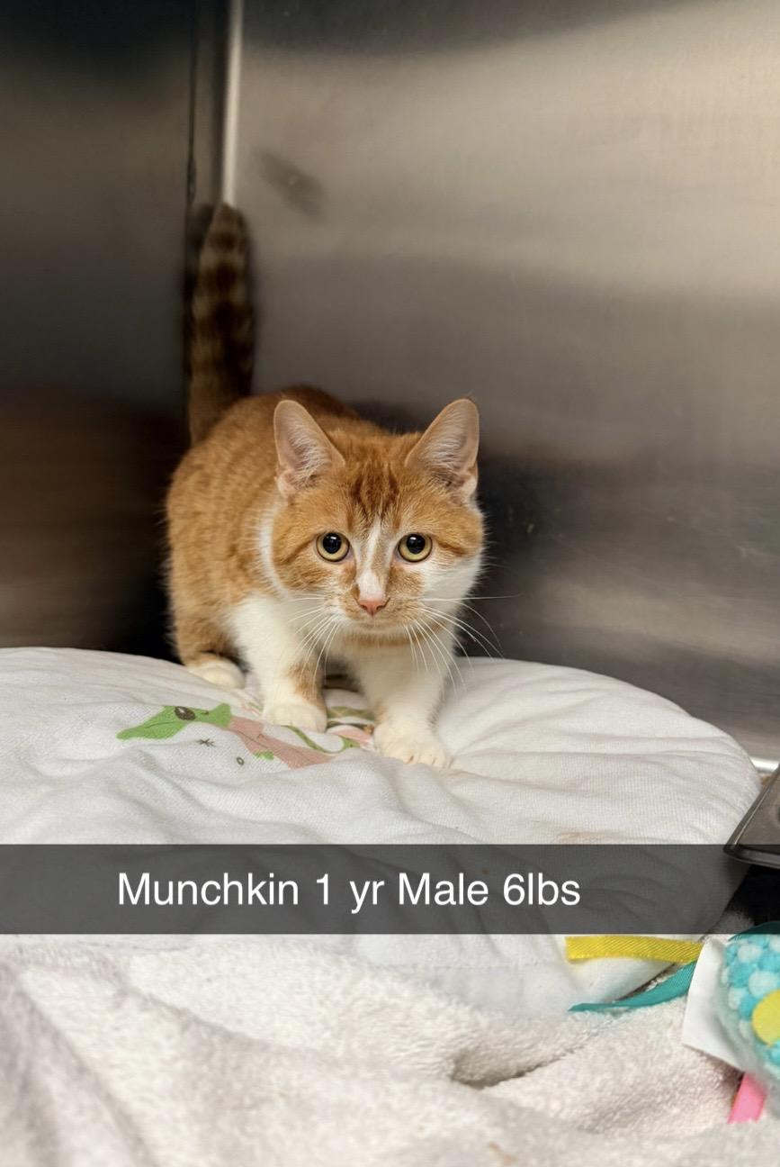 Munchkin - RESCUED!, ADOPTABLE, Adult Male Domestic Short Hair.