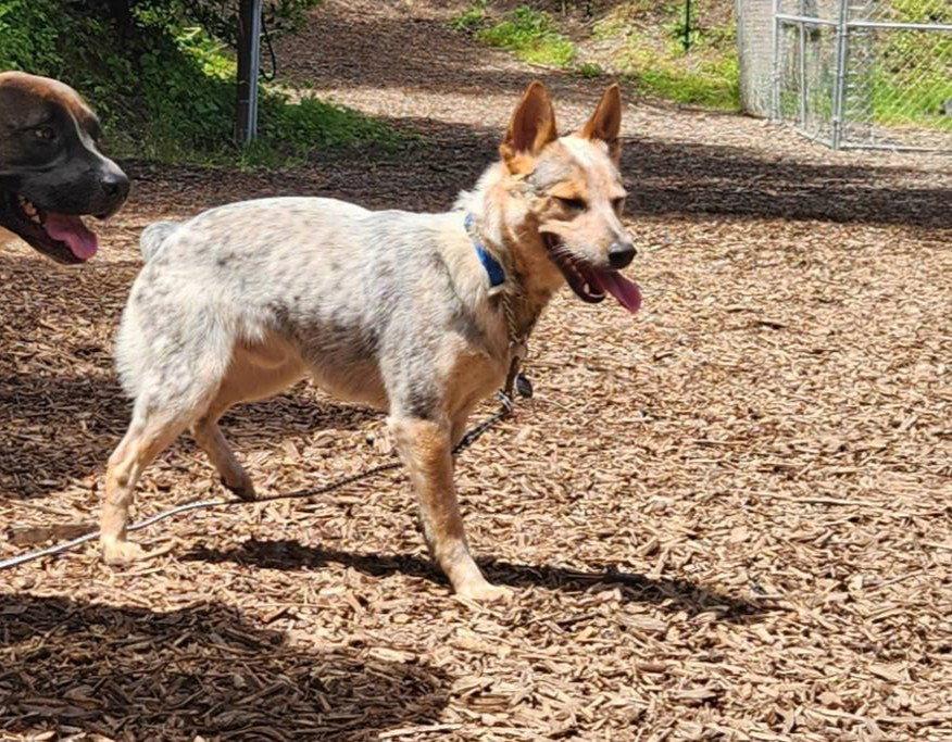 Ekko, Adopted, Young Male Australian Cattle Dog / Blue Heeler.