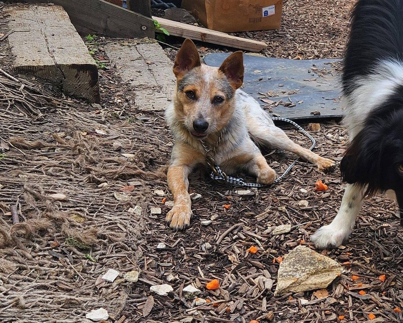 Enlarge Ekko, a Adopted Australian Cattle Dog / Blue Heeler in Paso Robles, CA image 2/3