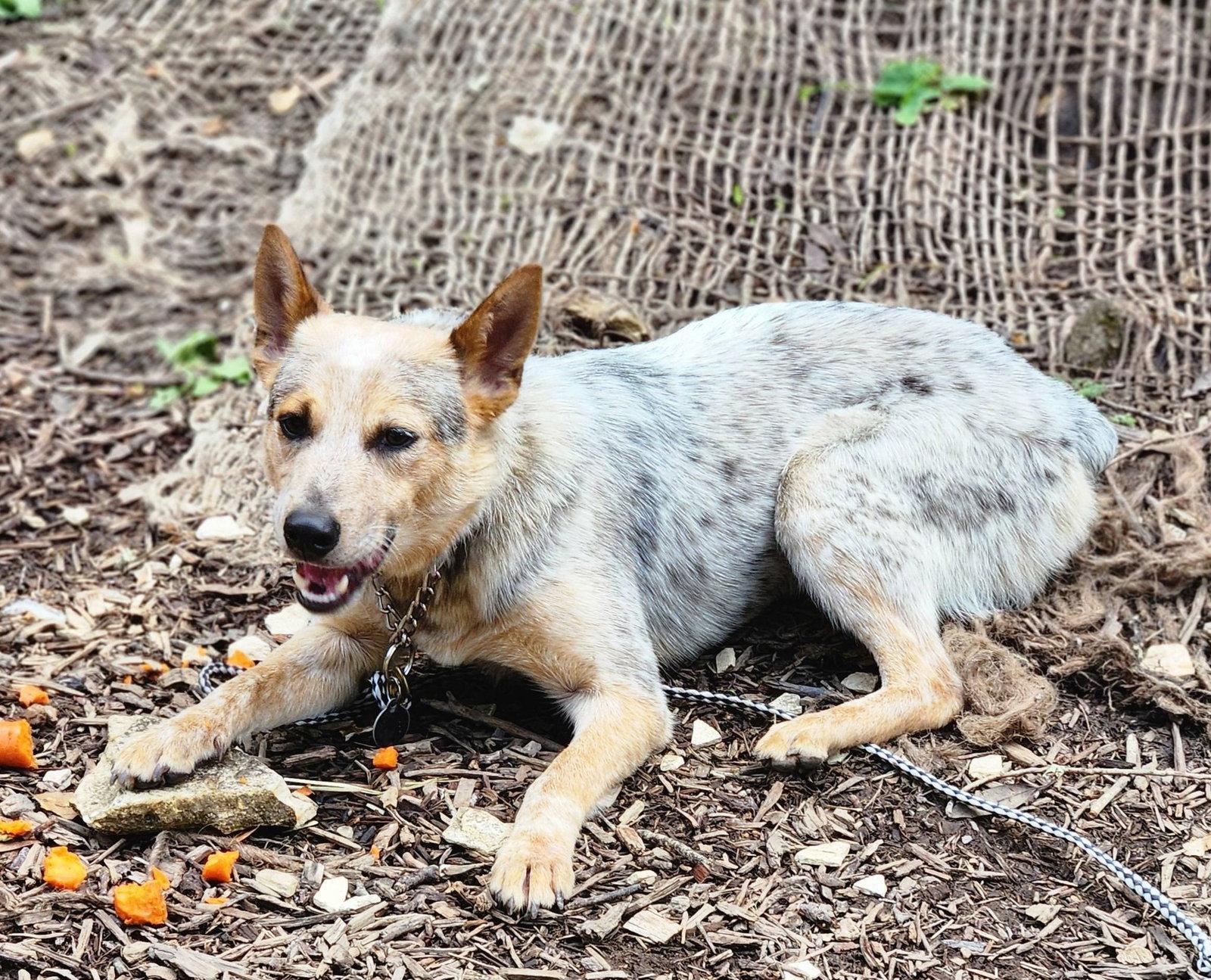 Enlarge Ekko, a Adopted Australian Cattle Dog / Blue Heeler in Paso Robles, CA image 3/3