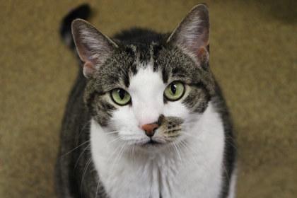 Enlarge Merriweather, a Adoptable mixed breed in Kansas City, MO image 1/3