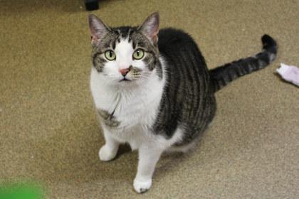 Enlarge Merriweather, a Adoptable mixed breed in Kansas City, MO image 2/3