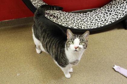 Enlarge Merriweather, a Adoptable mixed breed in Kansas City, MO image 3/3