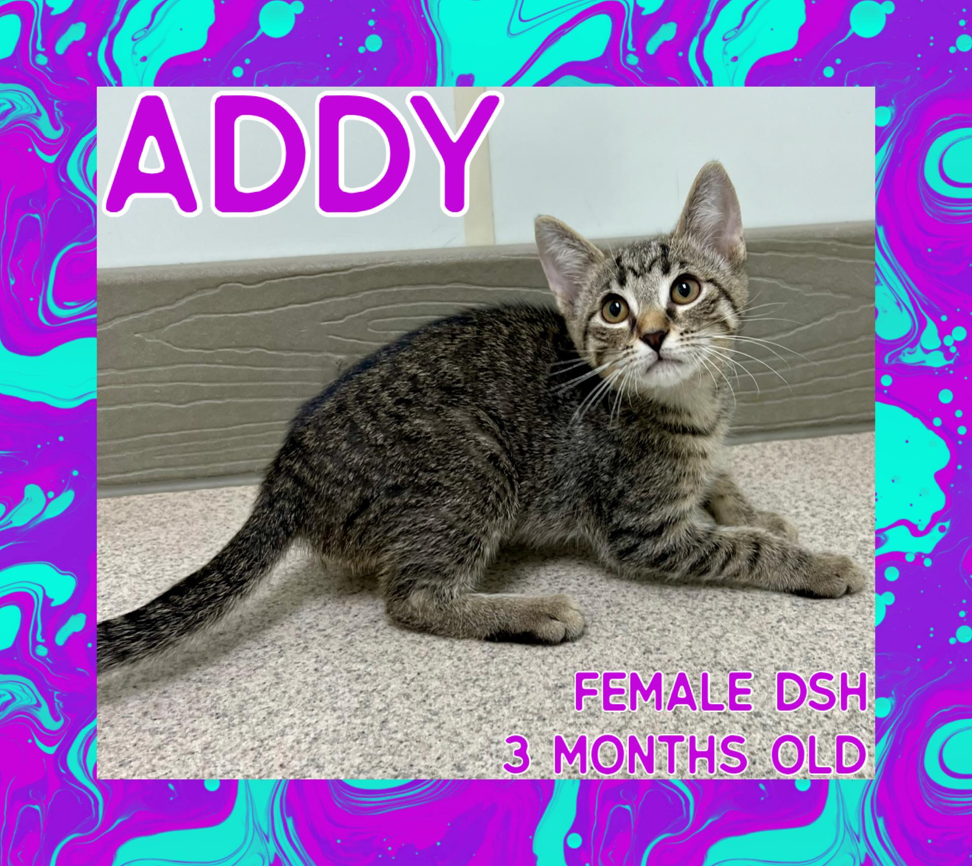 Addy, Adoptable, Kitten Female Domestic Short Hair.