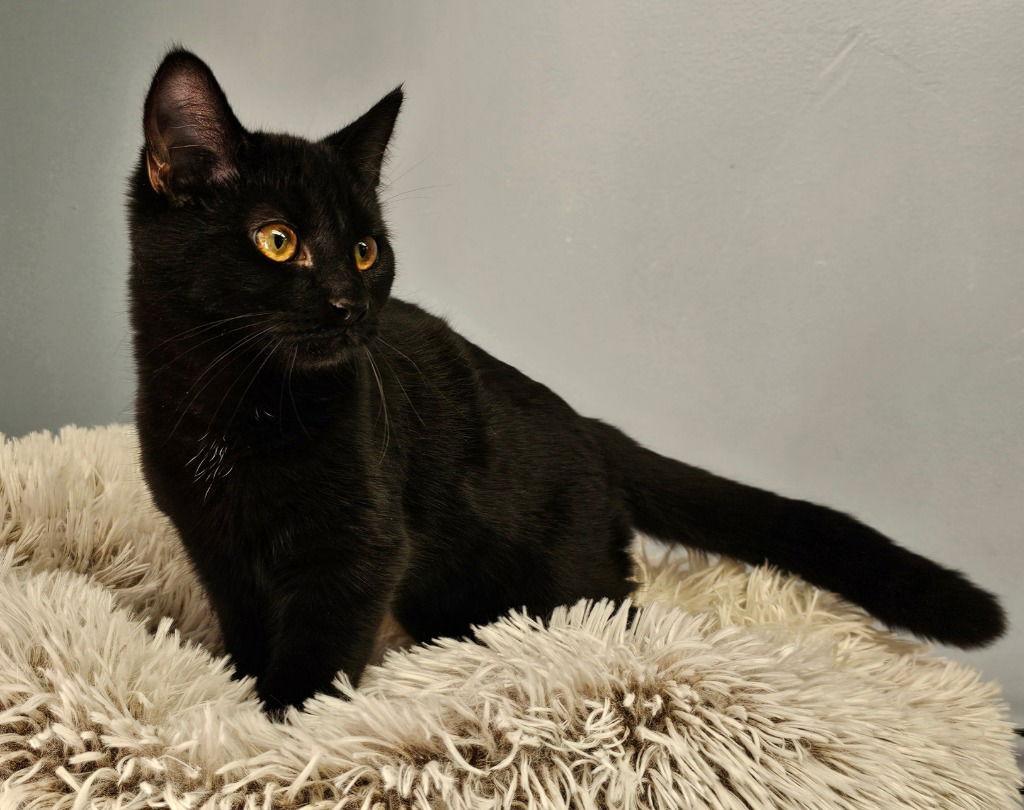 Maven, a Adoptable Domestic Short Hair in Lovingston, VA image 1/3