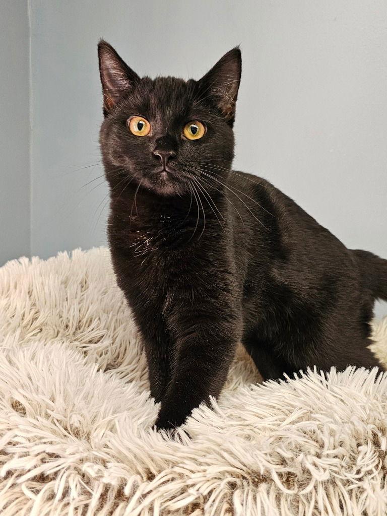 Maven, a Adoptable Domestic Short Hair in Lovingston, VA image 2/3