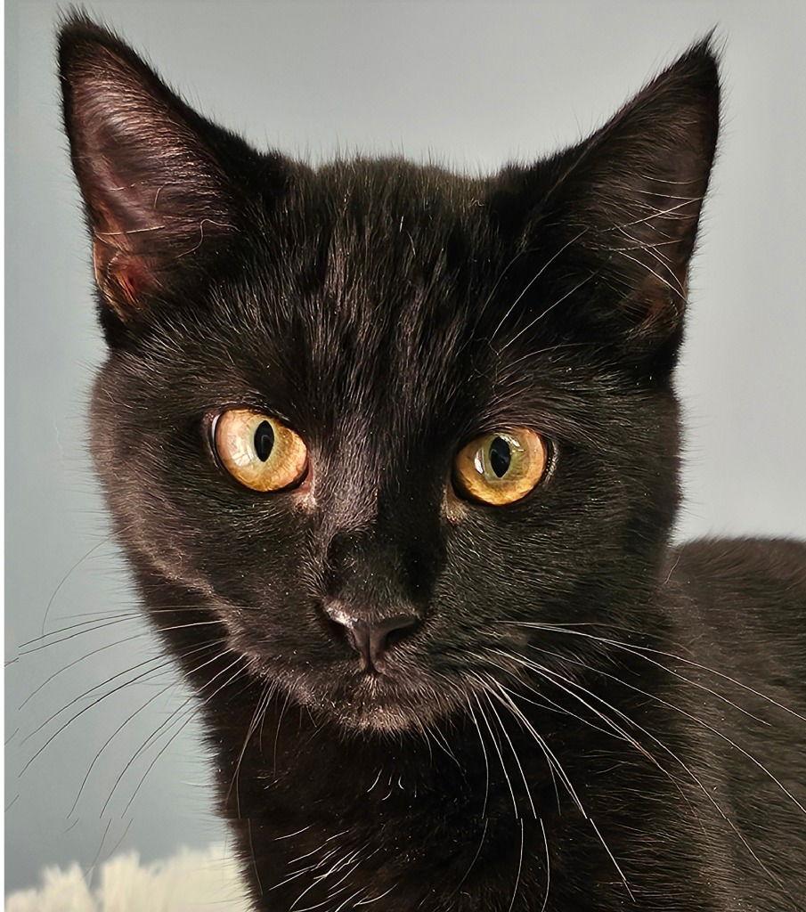 Maven, a Adoptable Domestic Short Hair in Lovingston, VA image 3/3