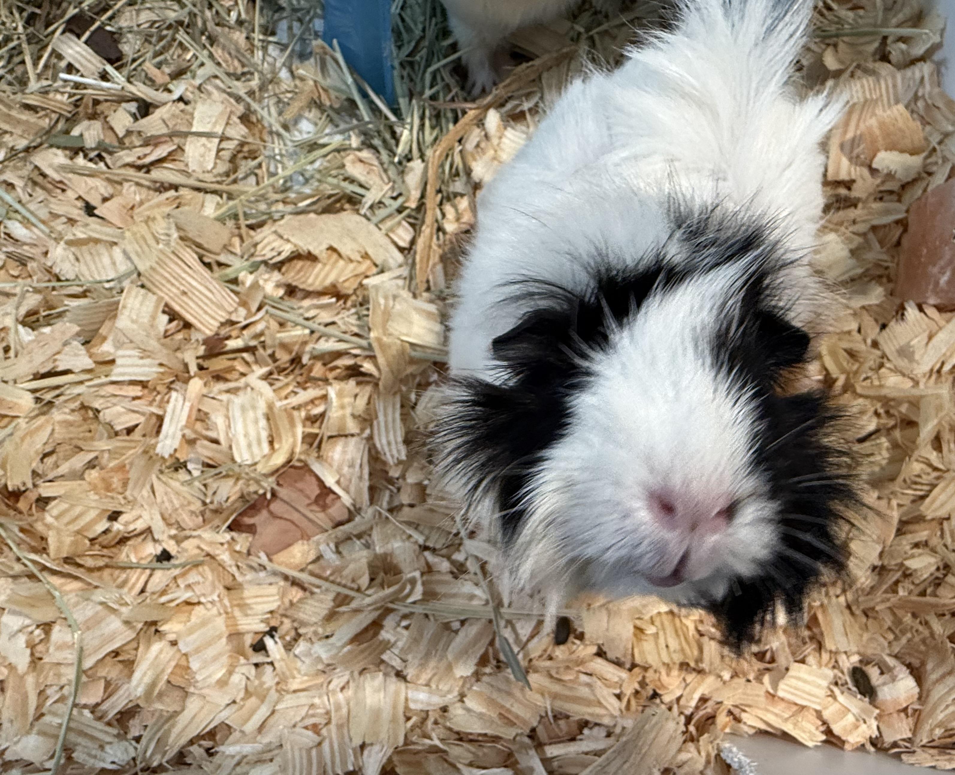 Casey, Pic, and Pac $75, Adoptable, Baby Female Guinea Pig.