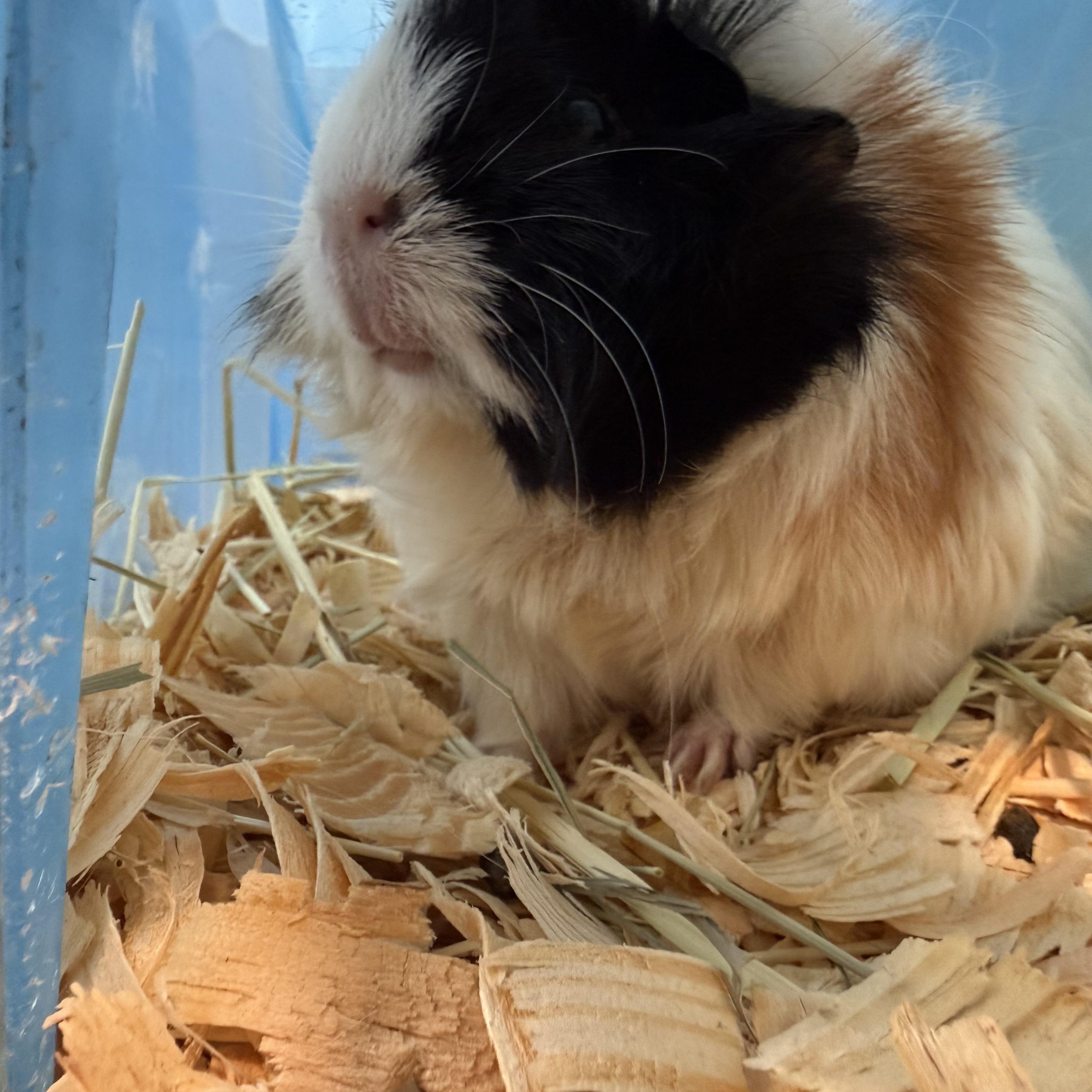 Casey, Pic, and Pac $75, a Adoptable Guinea Pig in Seneca, SC image 2/4