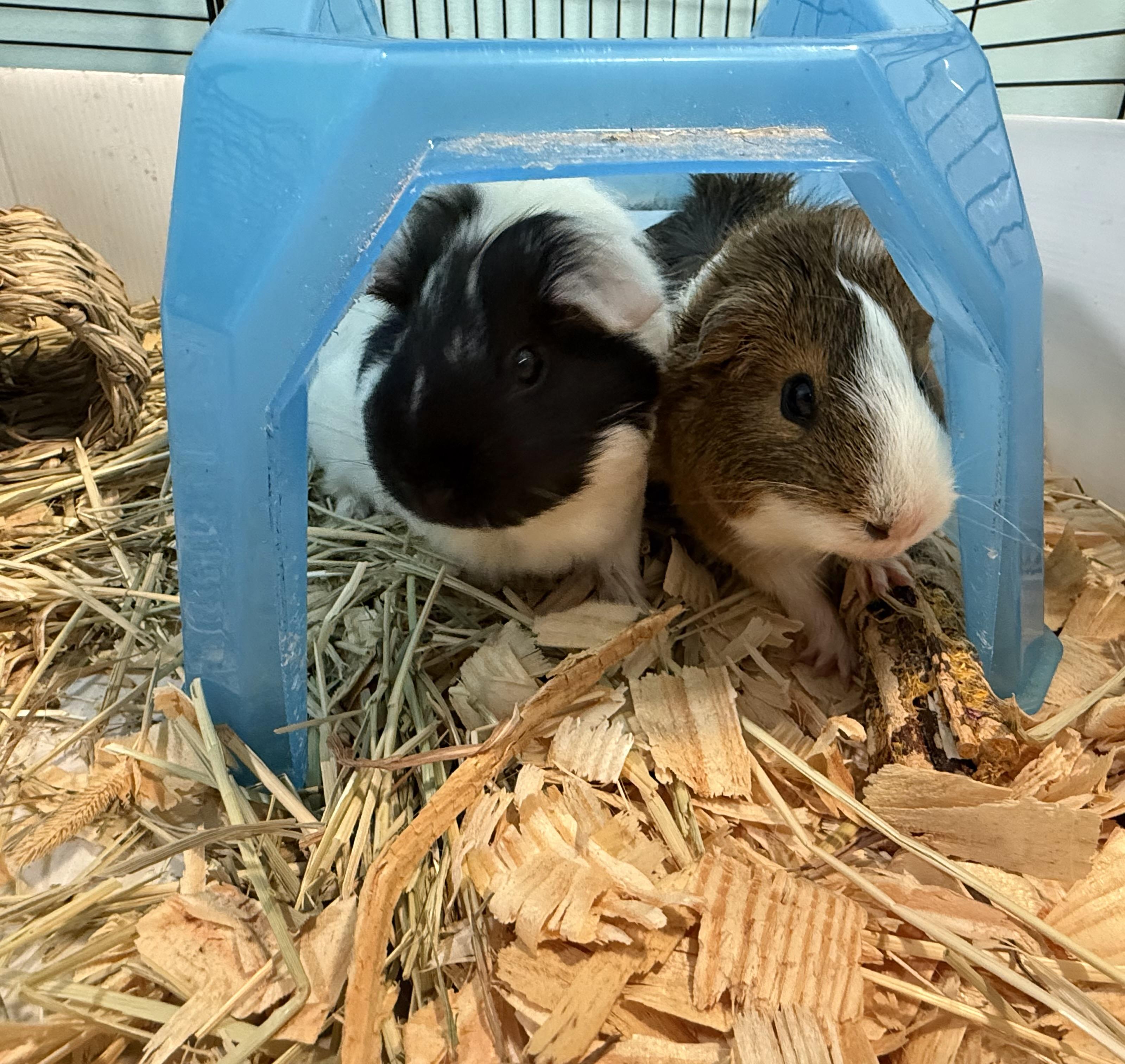 Casey, Pic, and Pac $75, a Adoptable Guinea Pig in Seneca, SC image 3/4