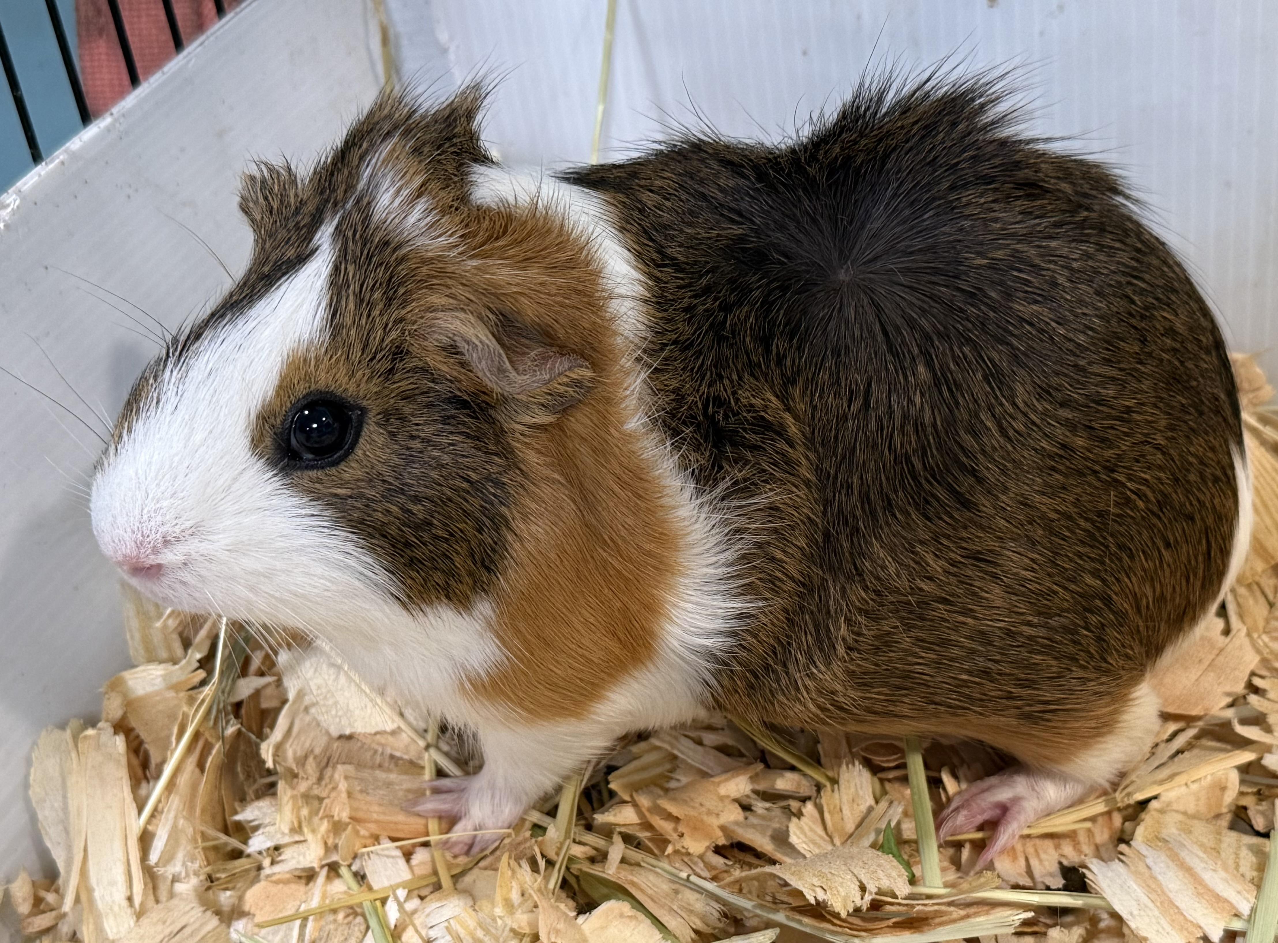 Casey, Pic, and Pac $75, a Adoptable Guinea Pig in Seneca, SC image 4/4