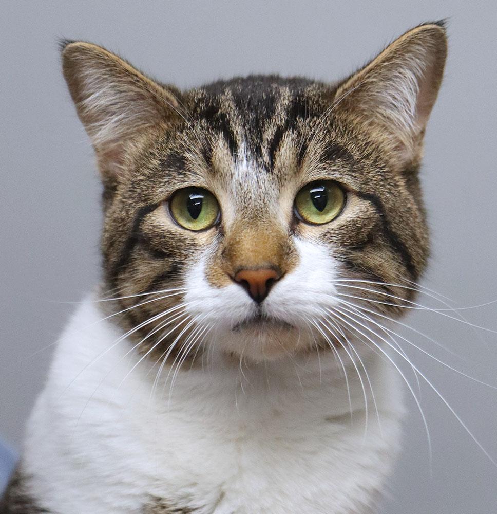 Bob (AO36940), adopted, Young Male Domestic Short Hair.