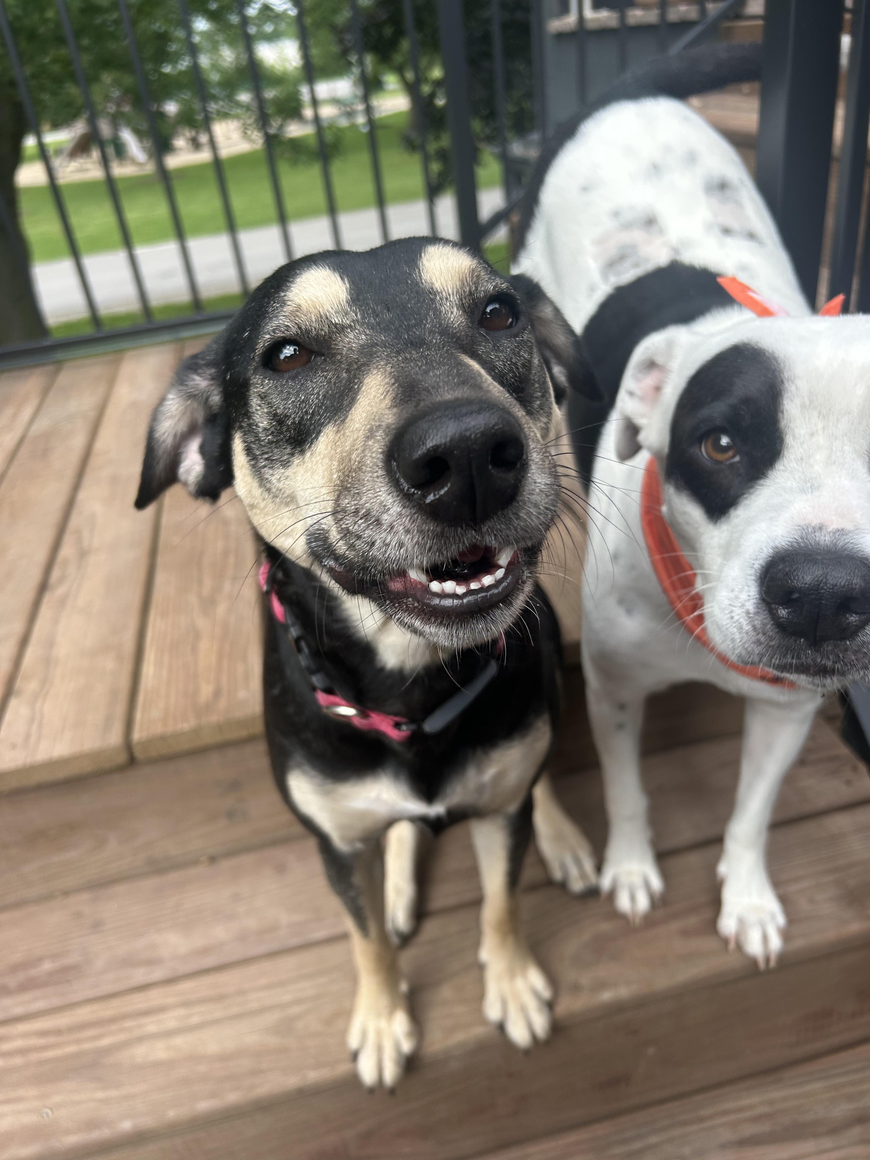 Enlarge Jinx, an adopted mixed breed in Appleton, WI image 6/6