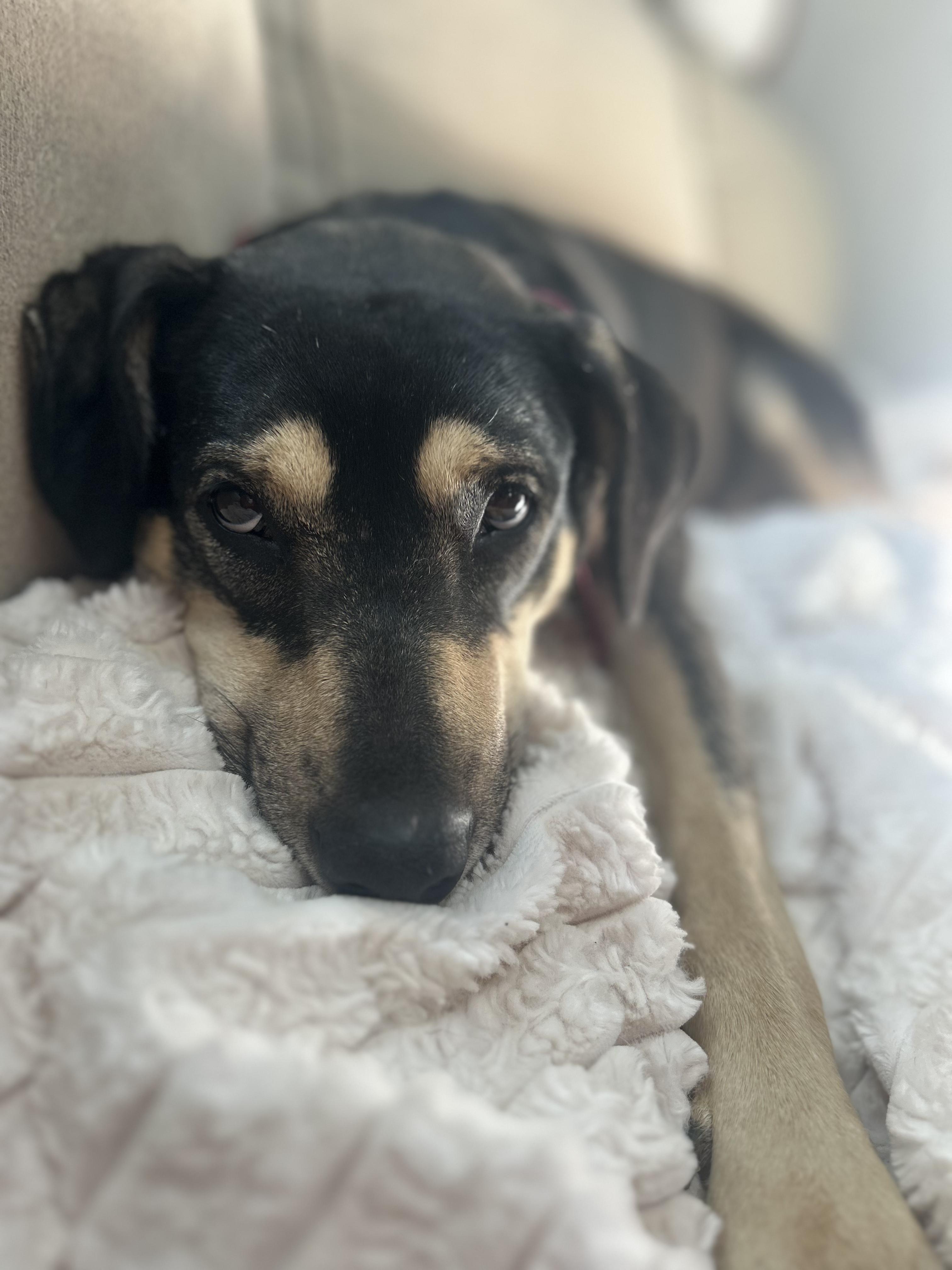 Enlarge Jinx, an adopted mixed breed in Appleton, WI image 4/6