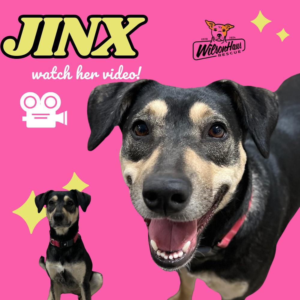 Jinx, adopted, Young Female Catahoula Leopard Dog.