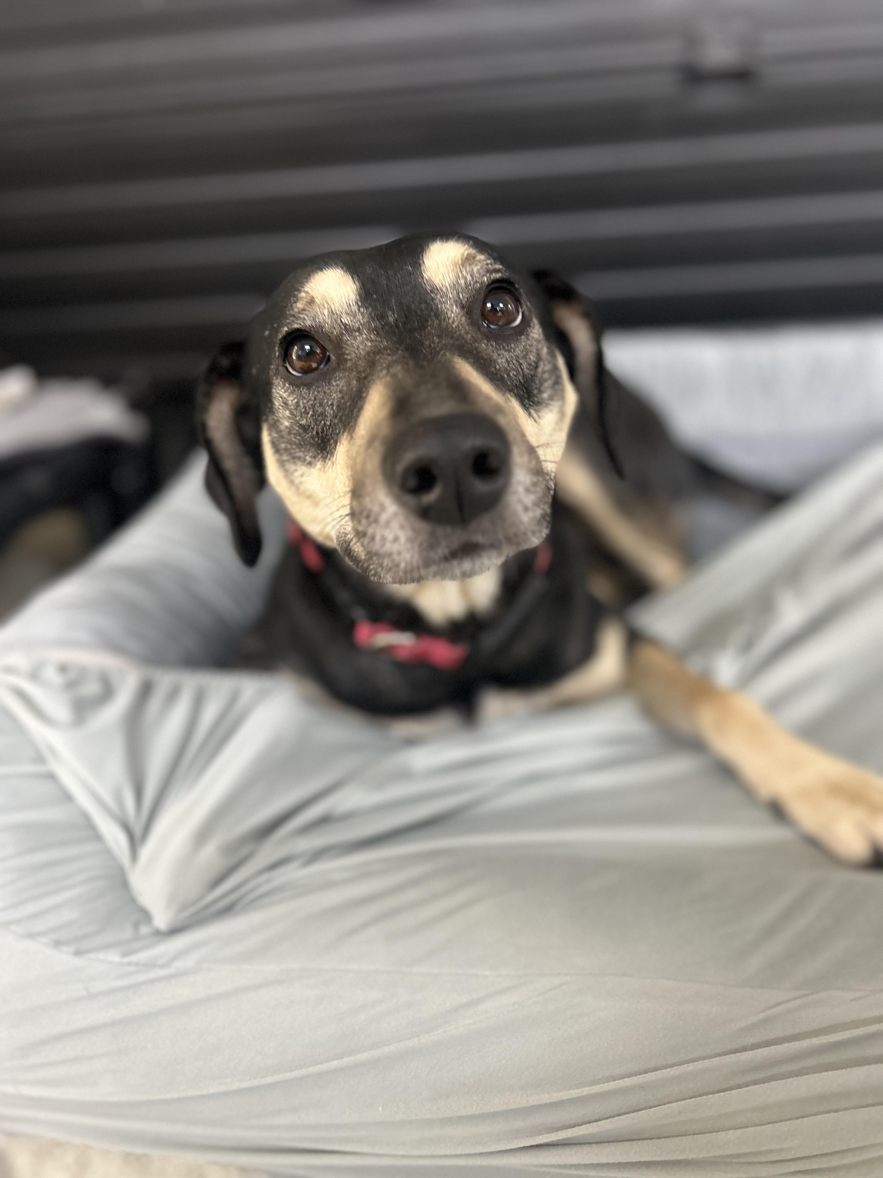 Enlarge Jinx, an adopted mixed breed in Appleton, WI image 5/6