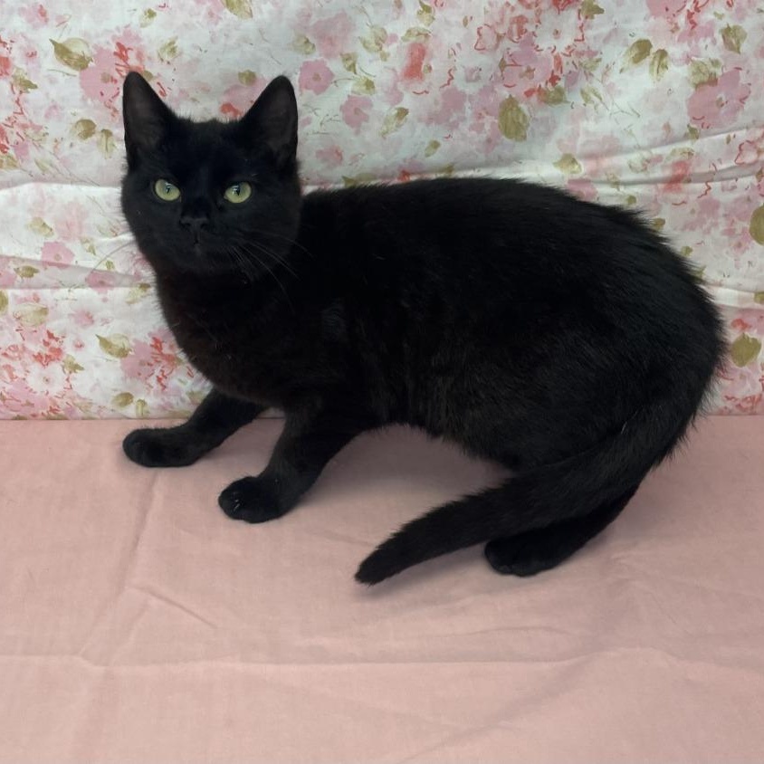 Midnight, ADOPTABLE, Kitten Female Domestic Short Hair.